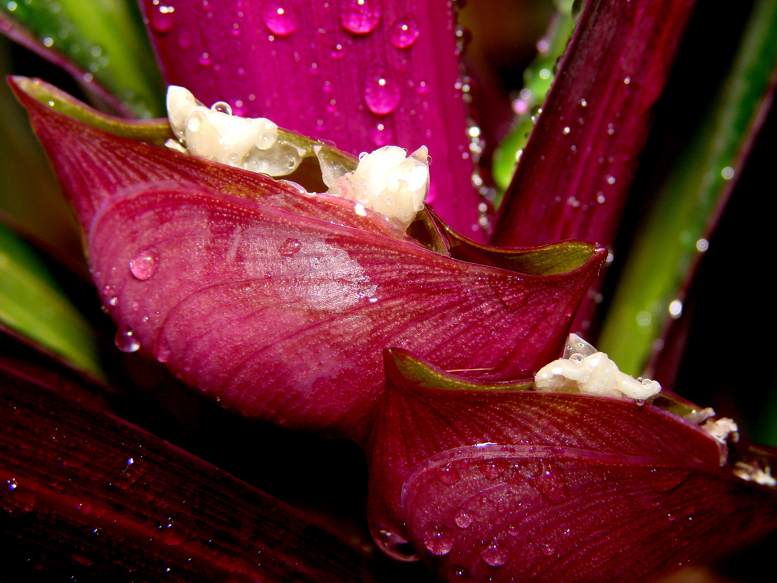 Flower 23a