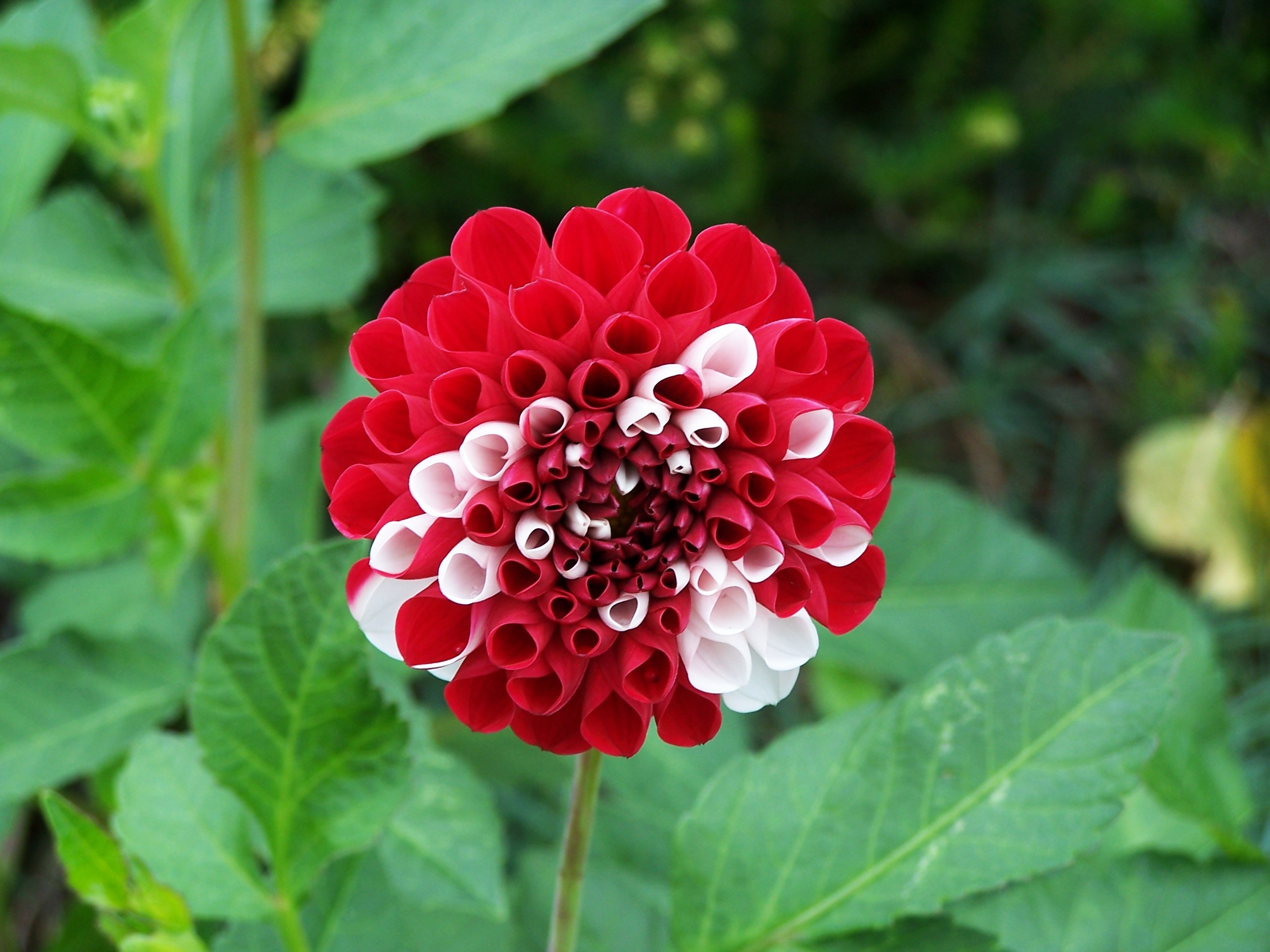 Flower 374