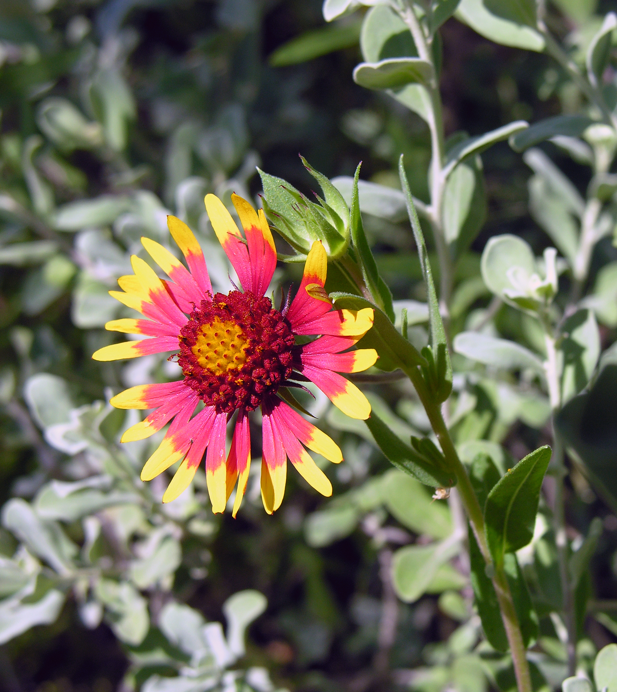 Flower (11662667)