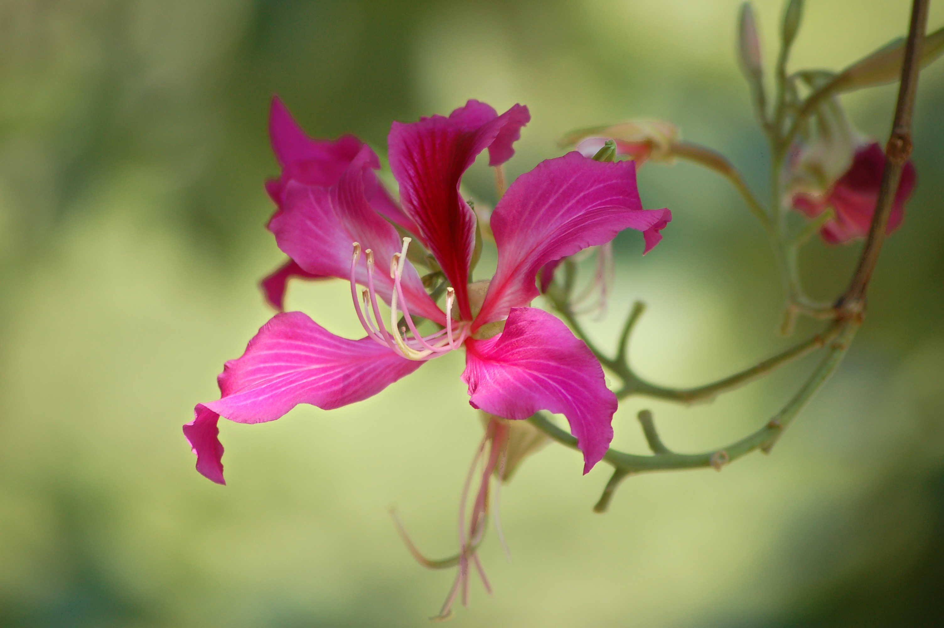 Flower @ Kowloon Park (1900695393)