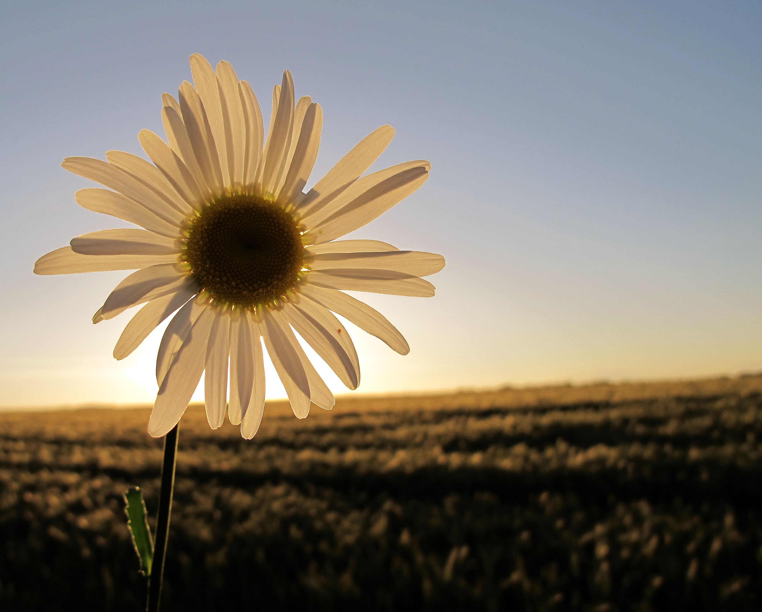 Flower, backlit