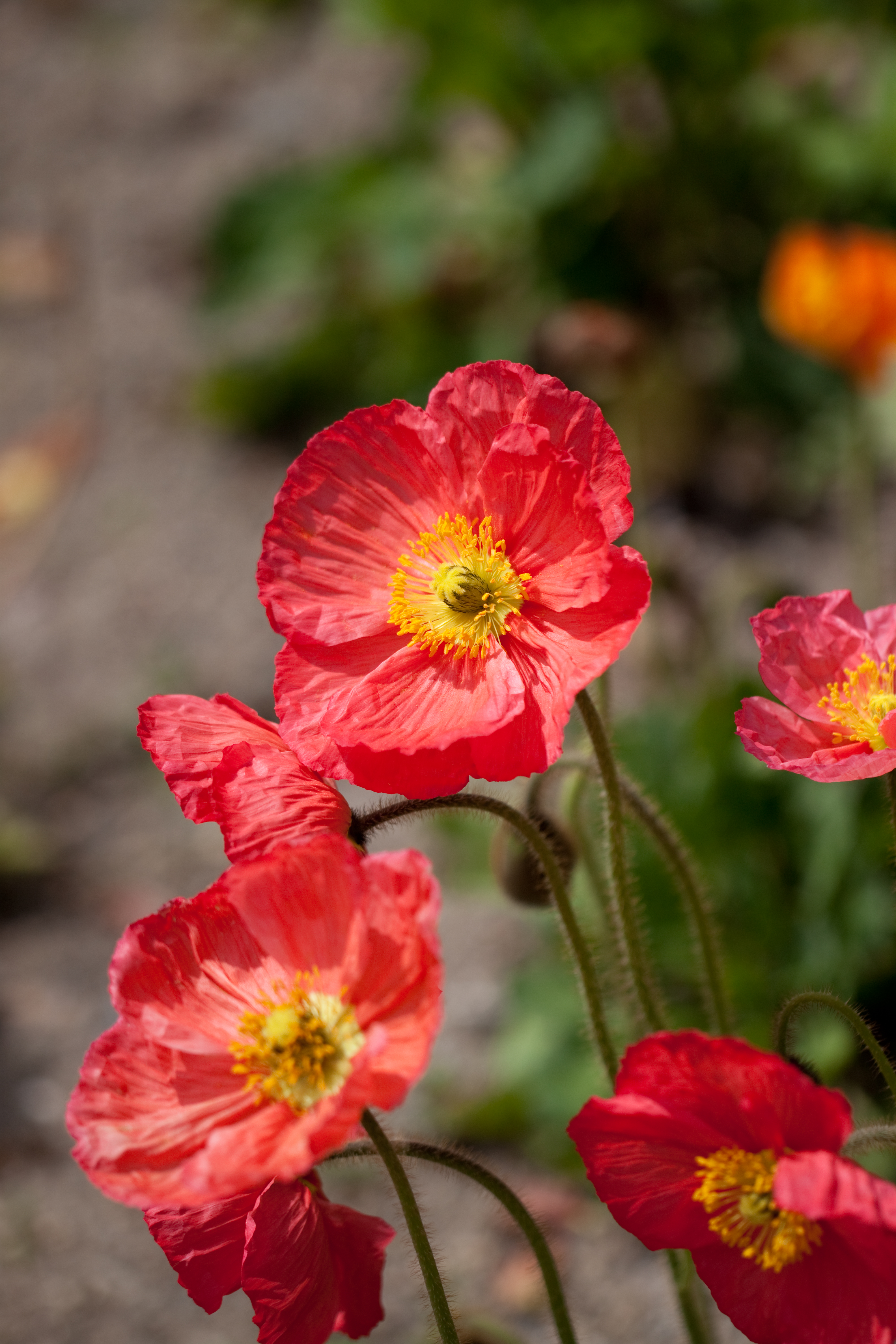 Flower, Iceland poppy - Flickr - nekonomania (1)