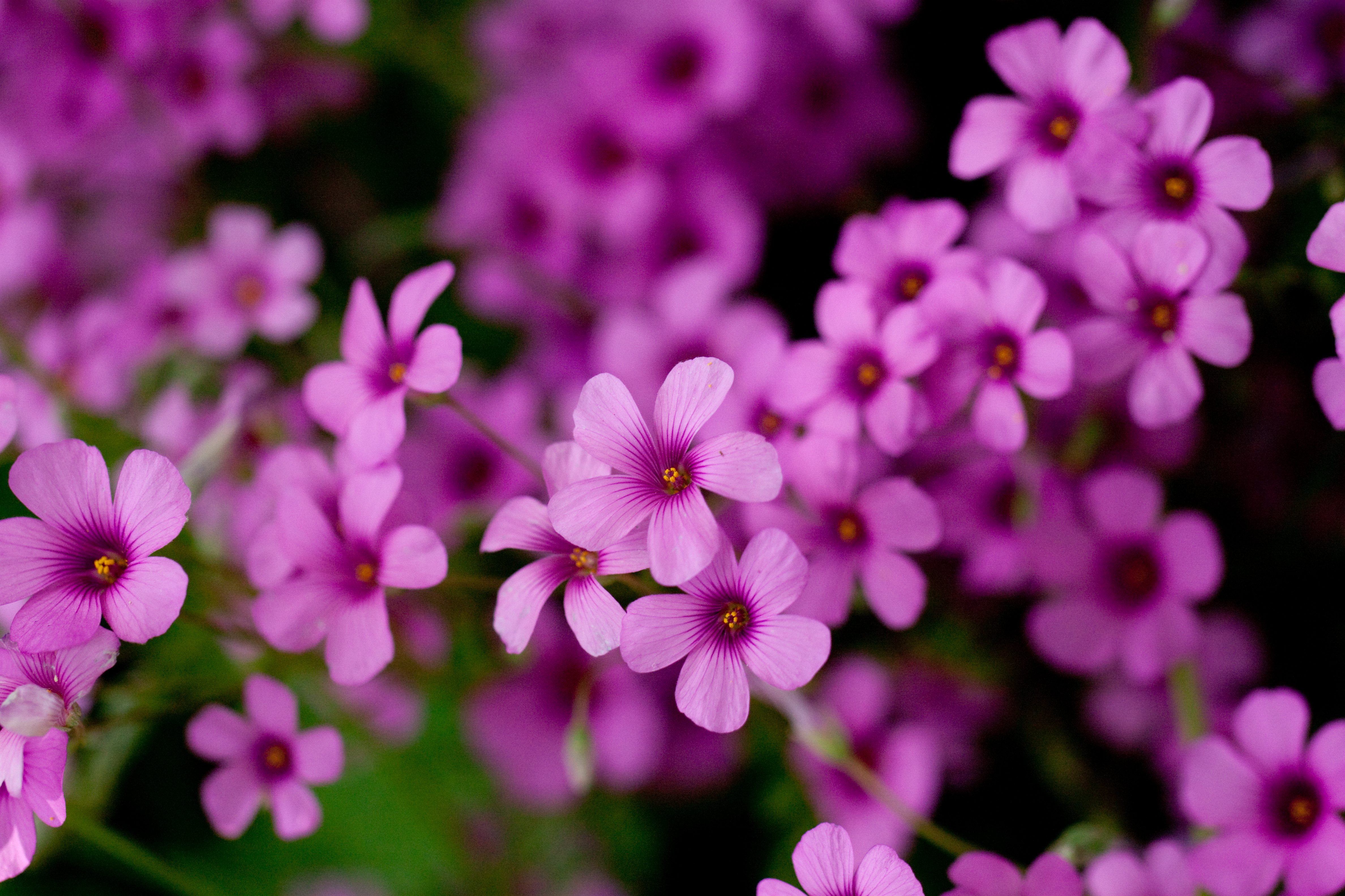 Flower, Oxalis - Flickr - nekonomania