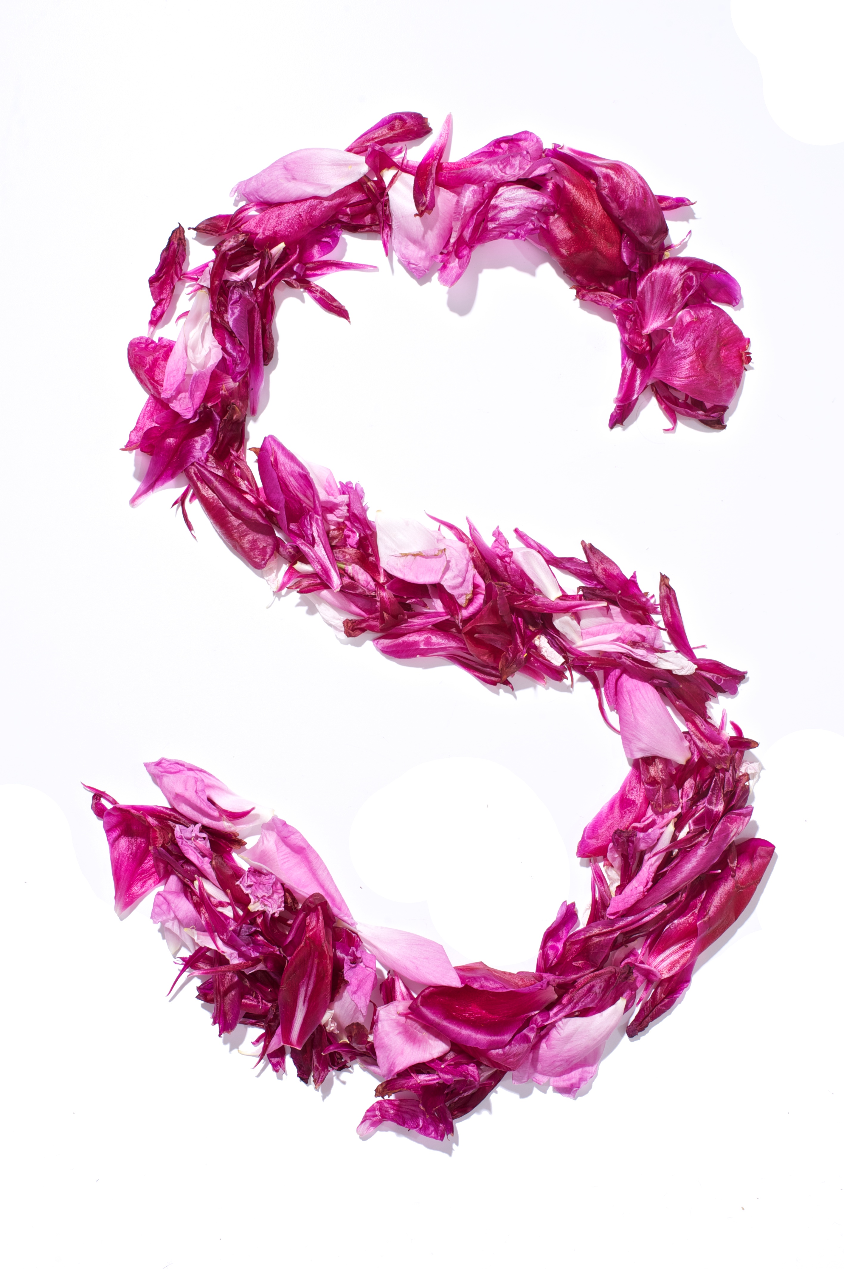 Flower Alphabet - S