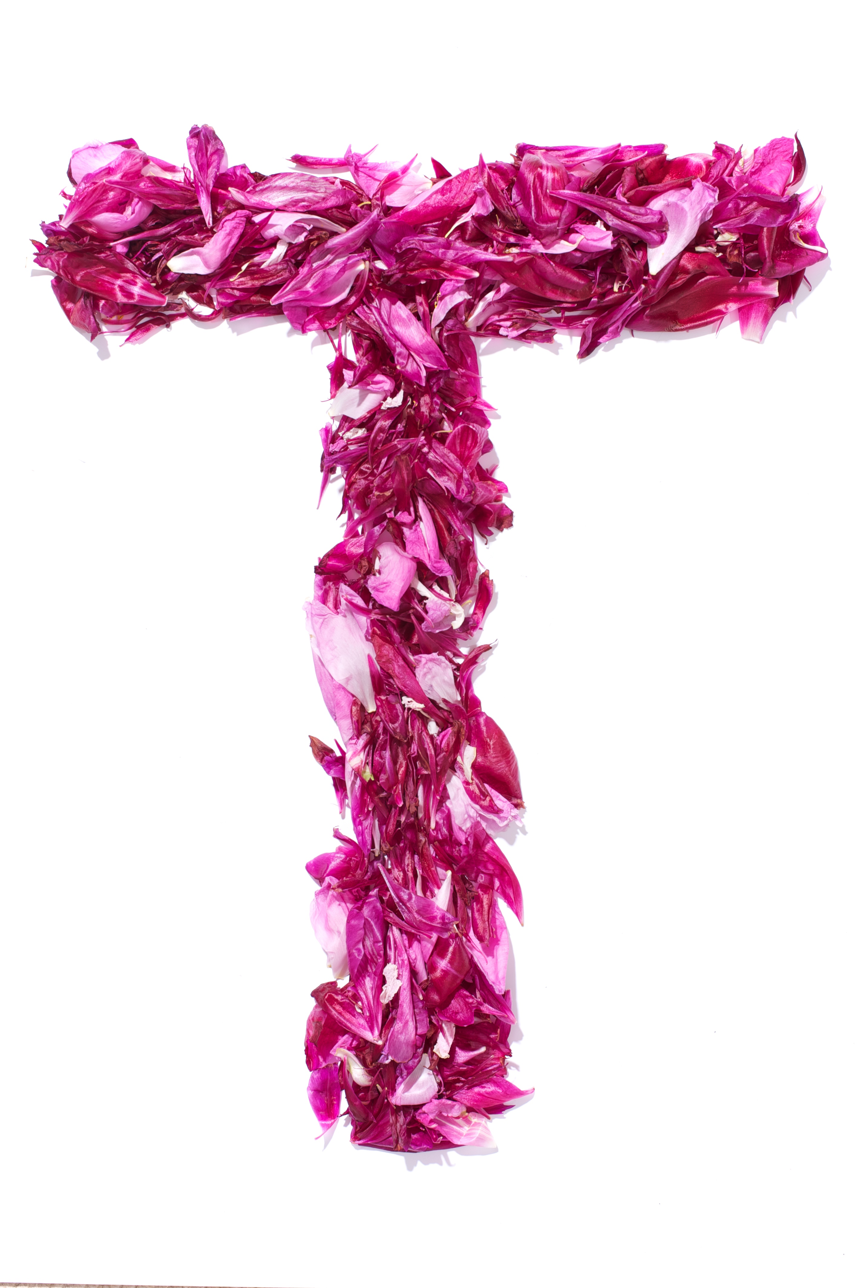 Flower Alphabet - T