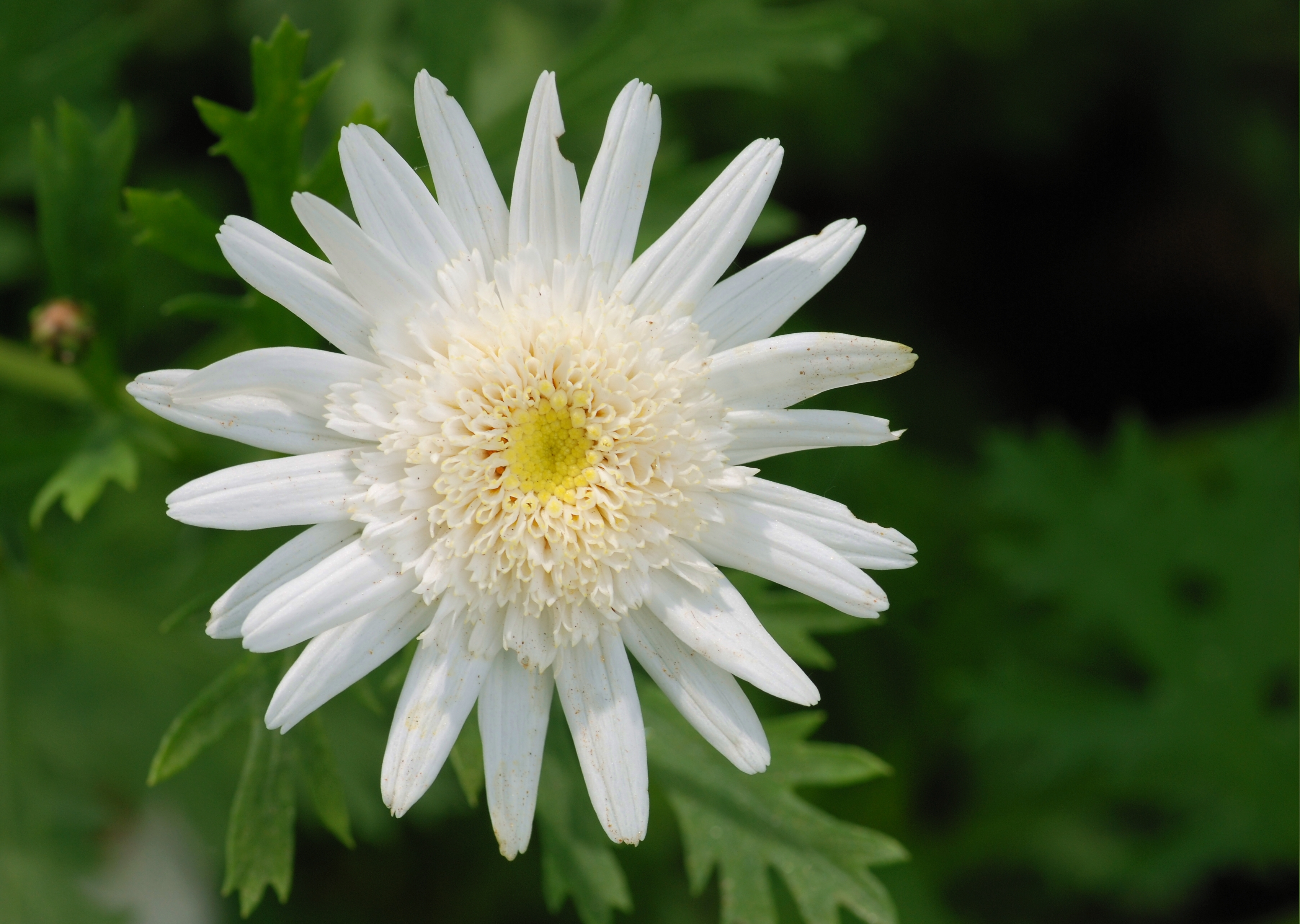 Flower April 2011-3