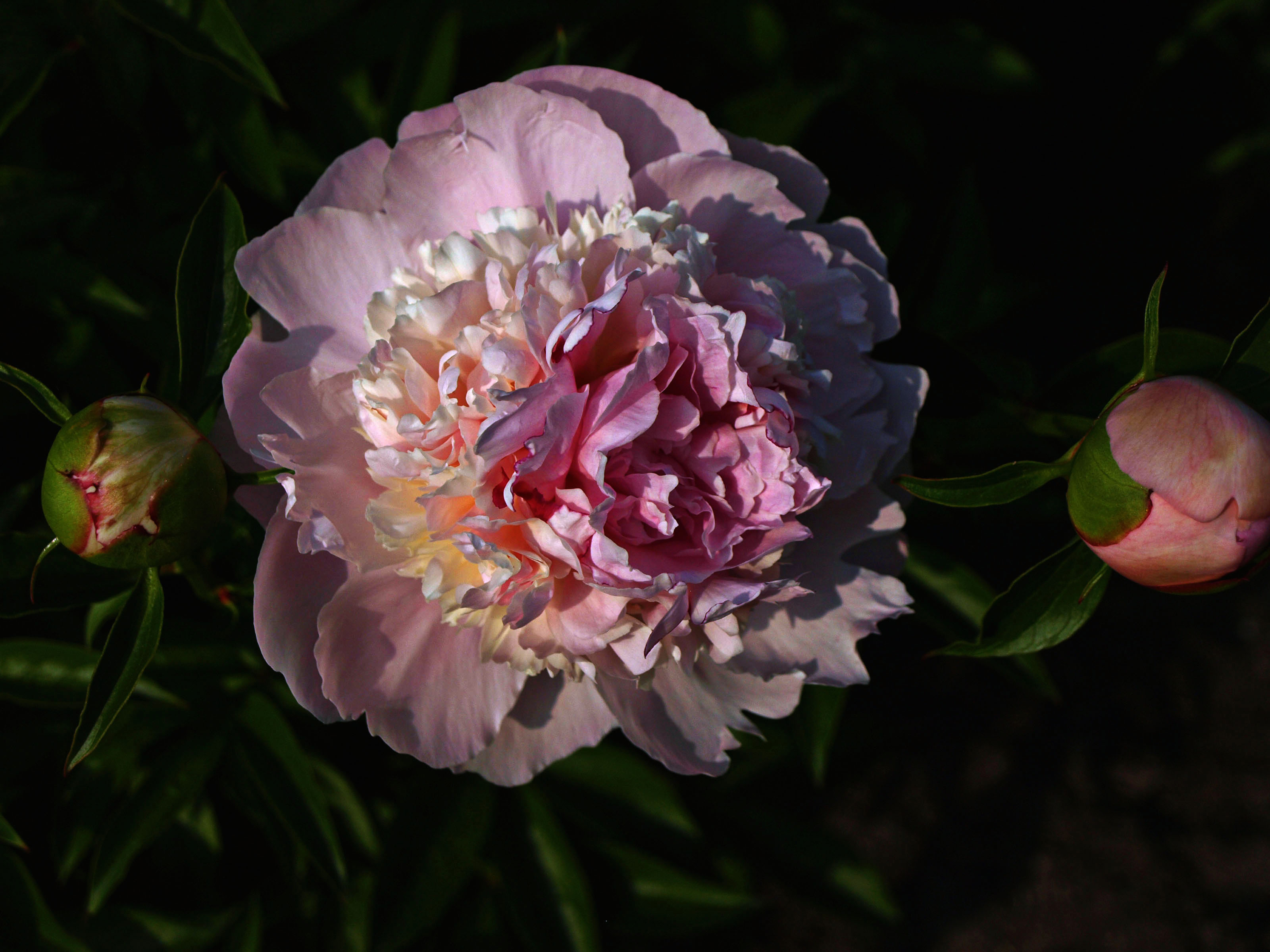 Flower at The Botanical Garden of Montreal Quebec