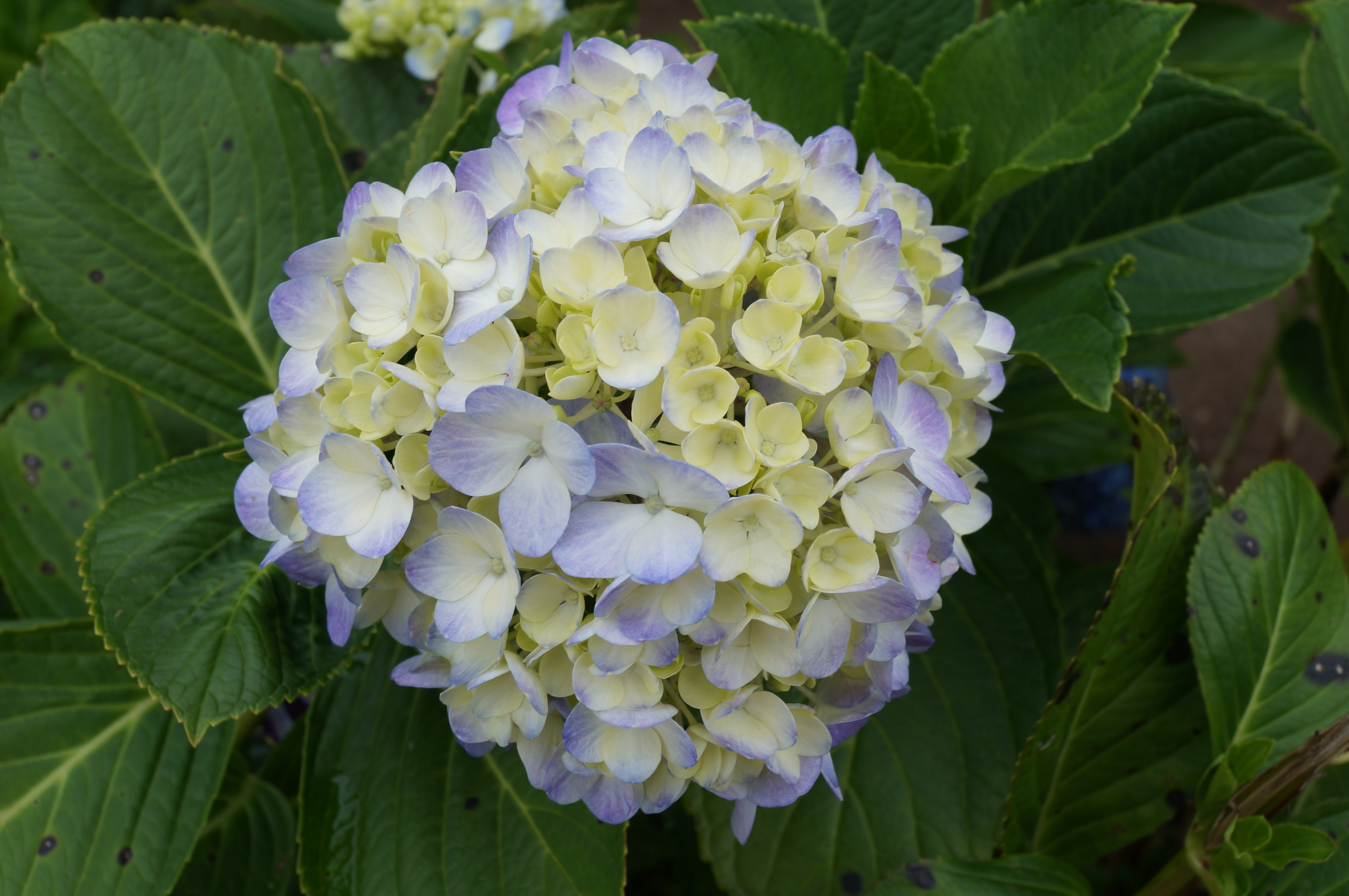 Flower II