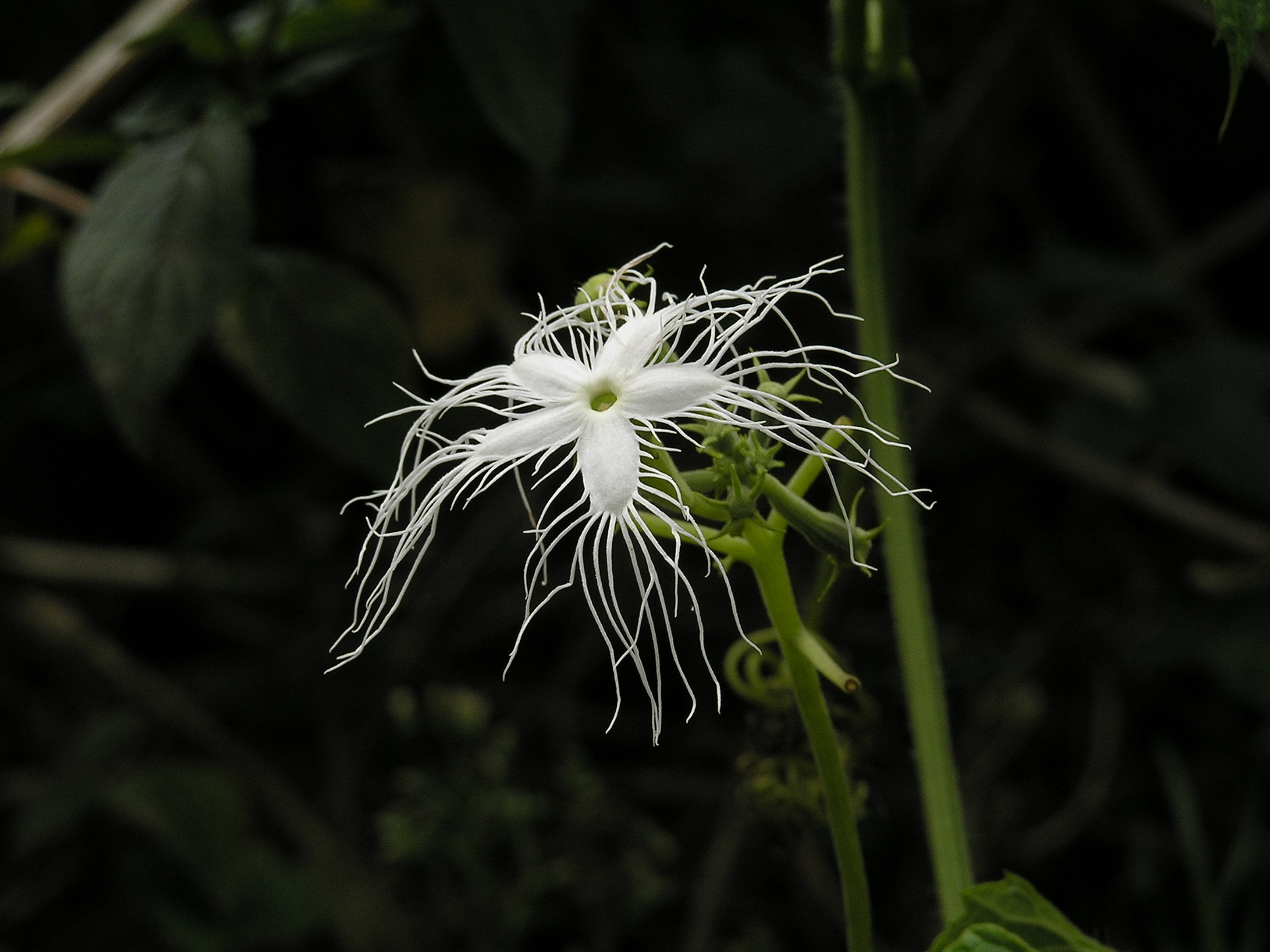 Flower in Cochin, India