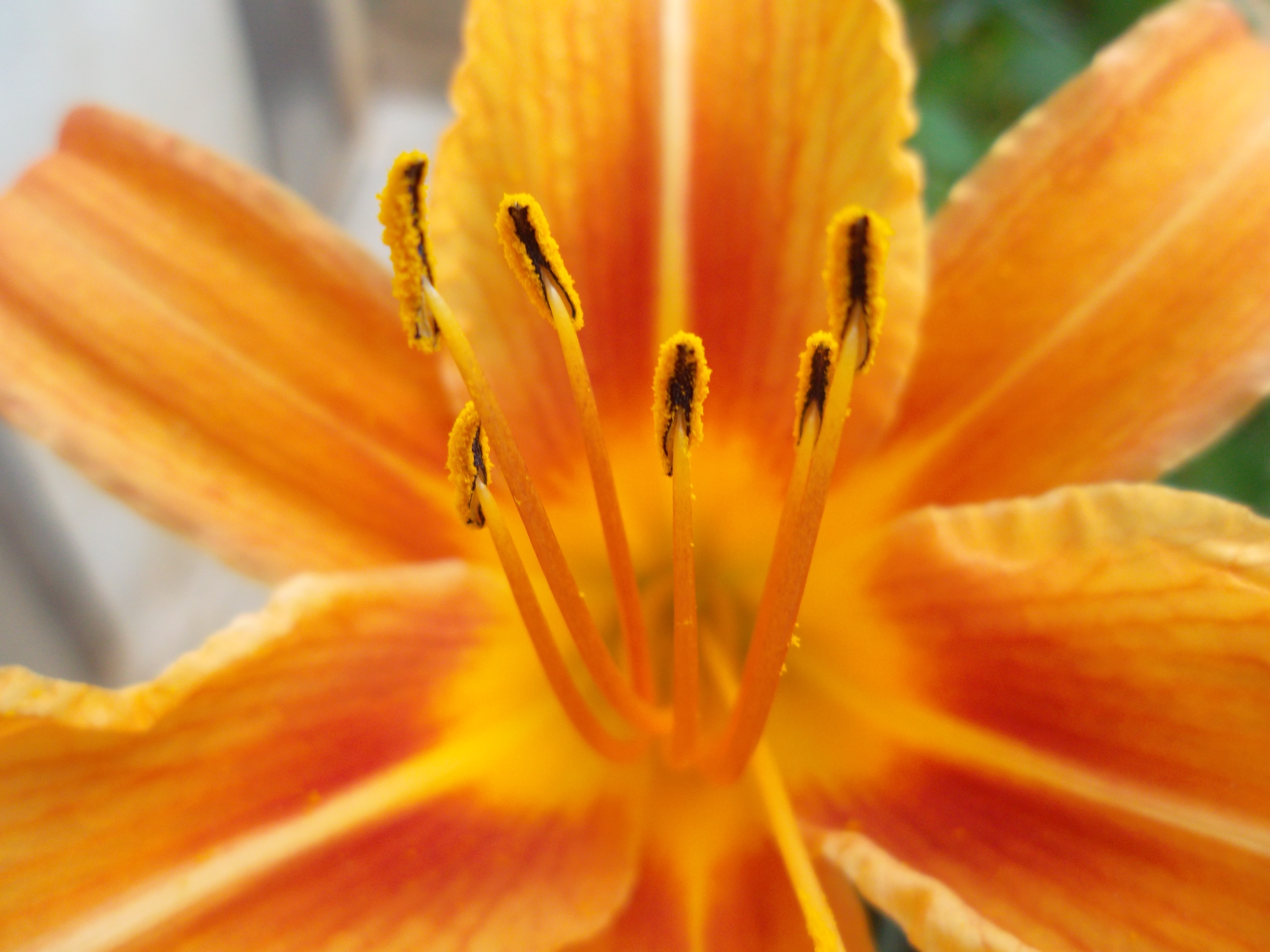 Flower in my grandmother house
