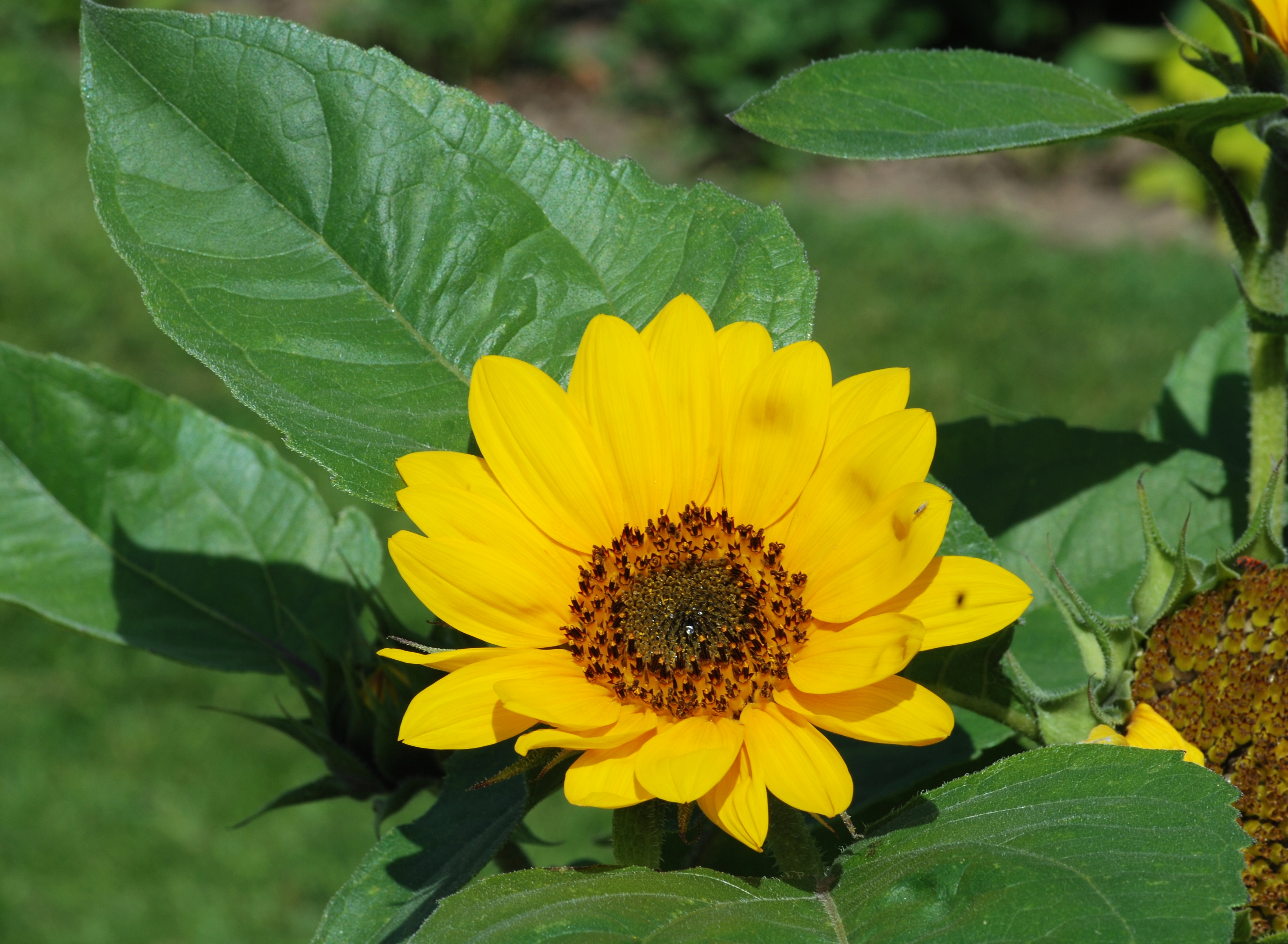 Flower July 2011-1