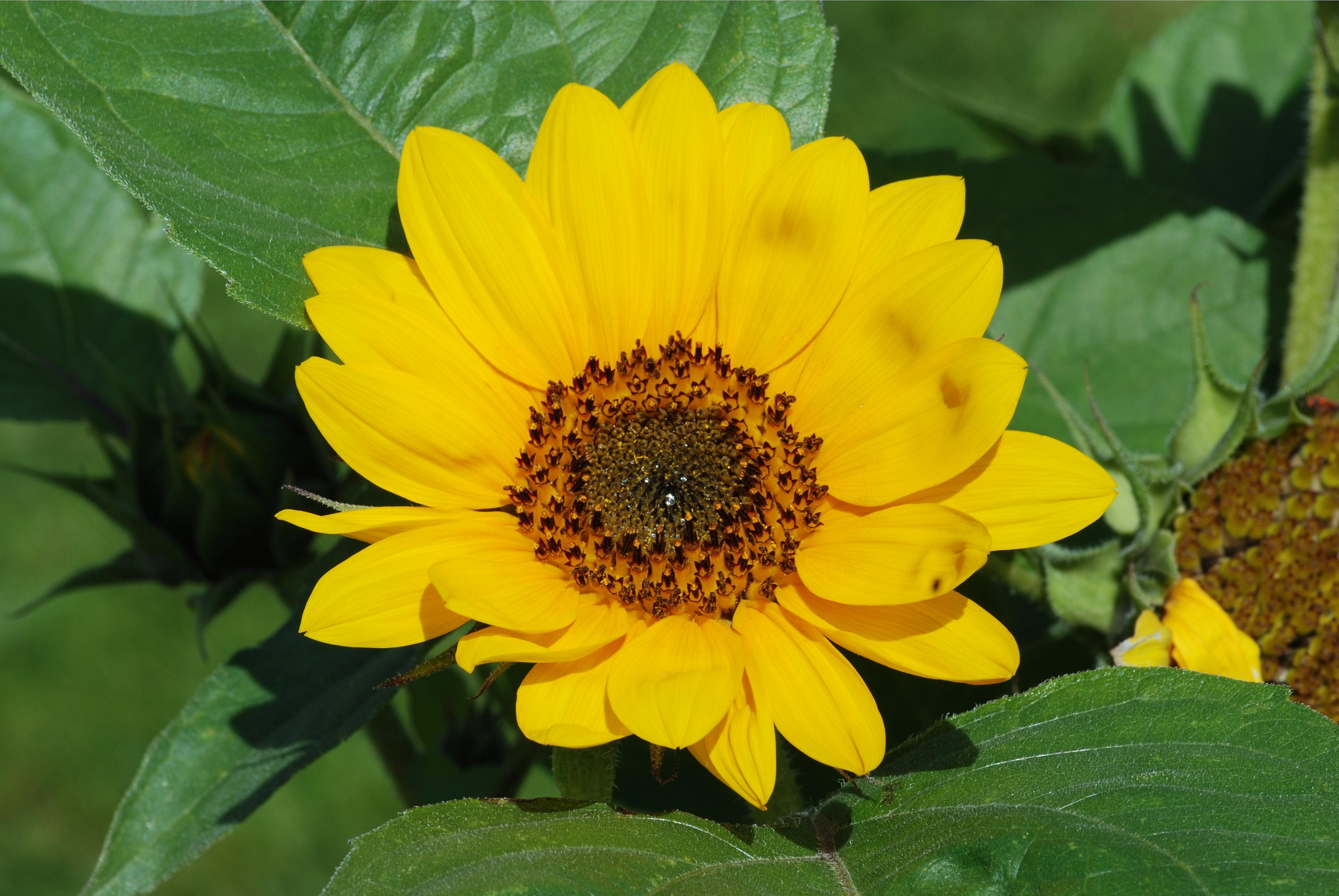 Flower July 2011-2
