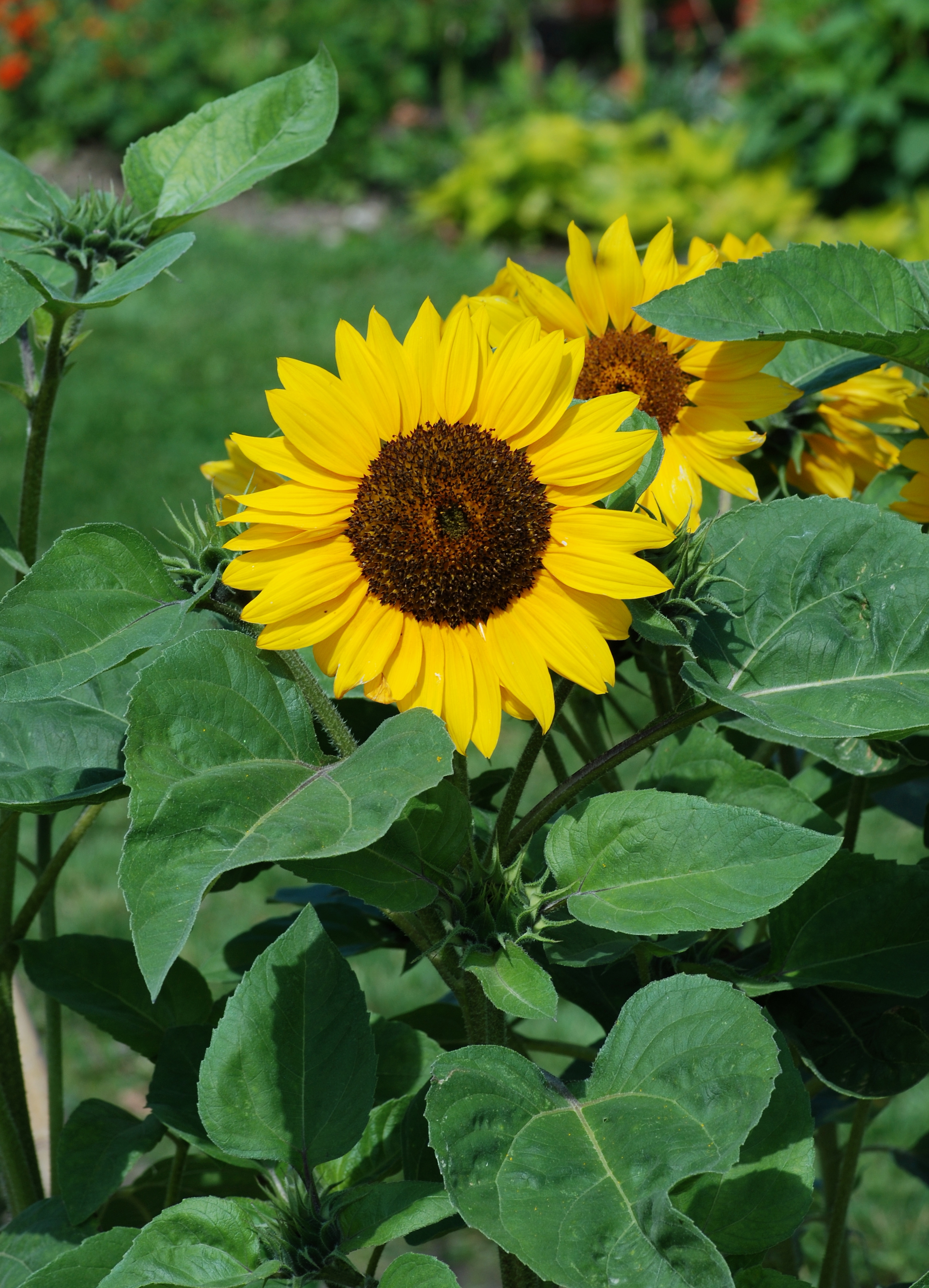 Flower July 2011-3