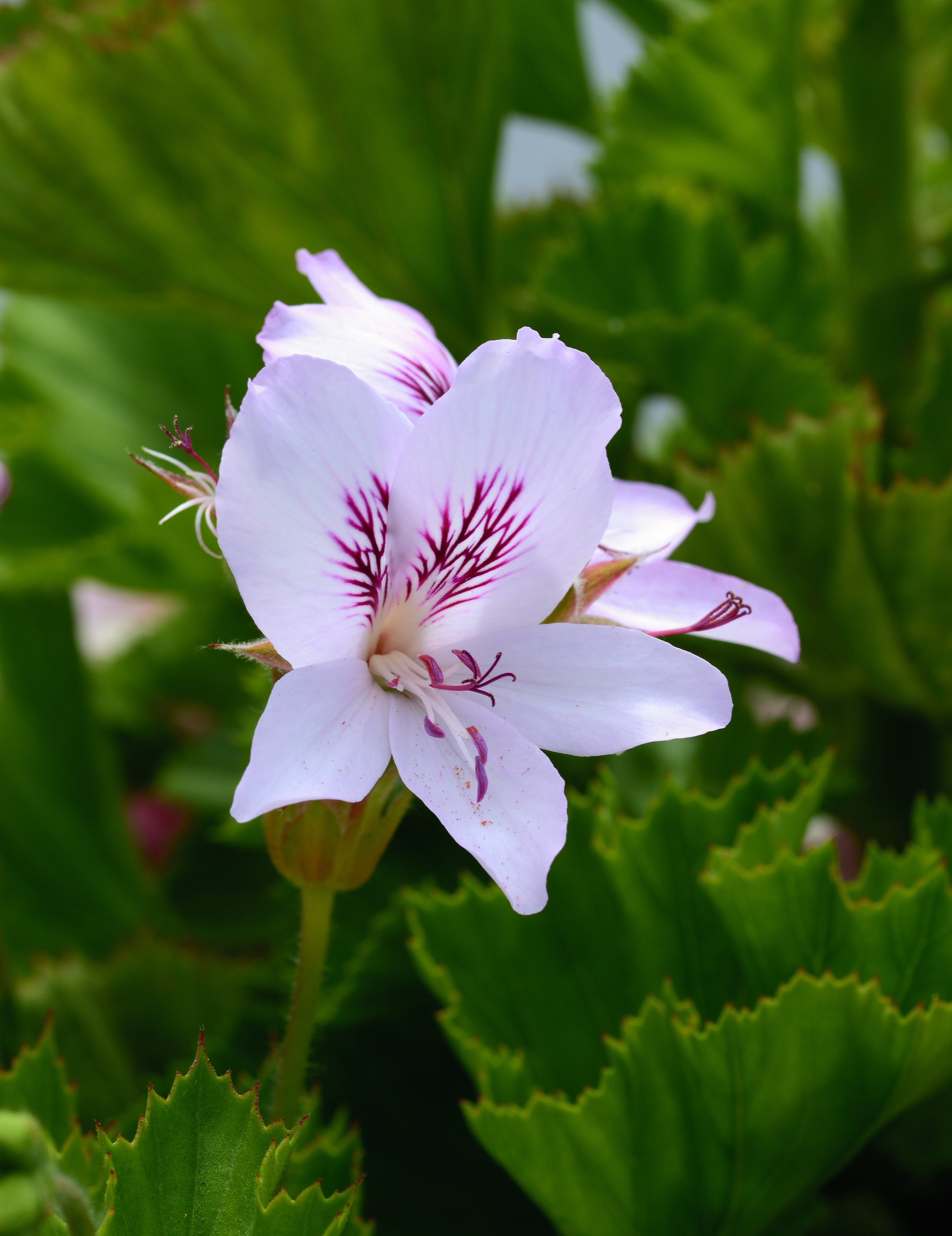 Flower July 2013-5