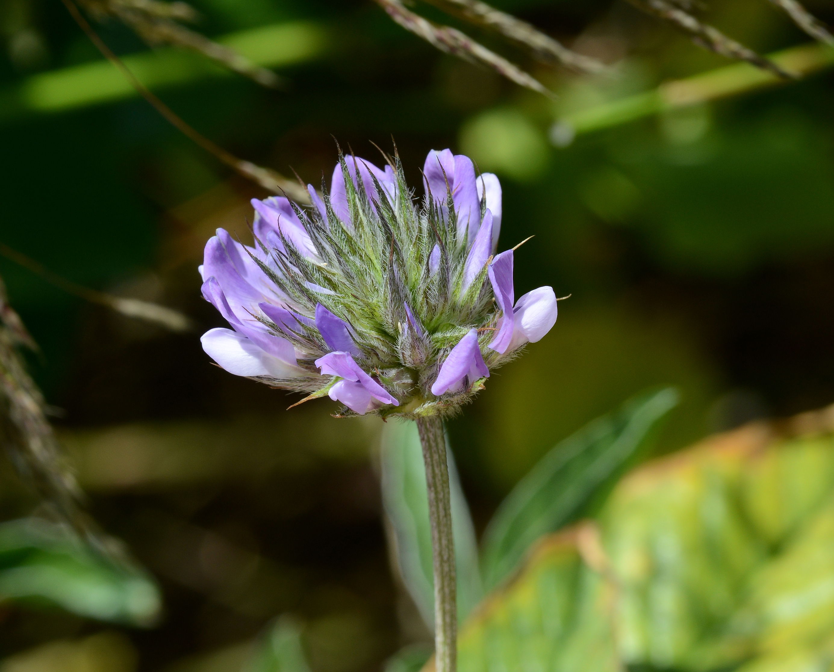 Flower May 2013-1