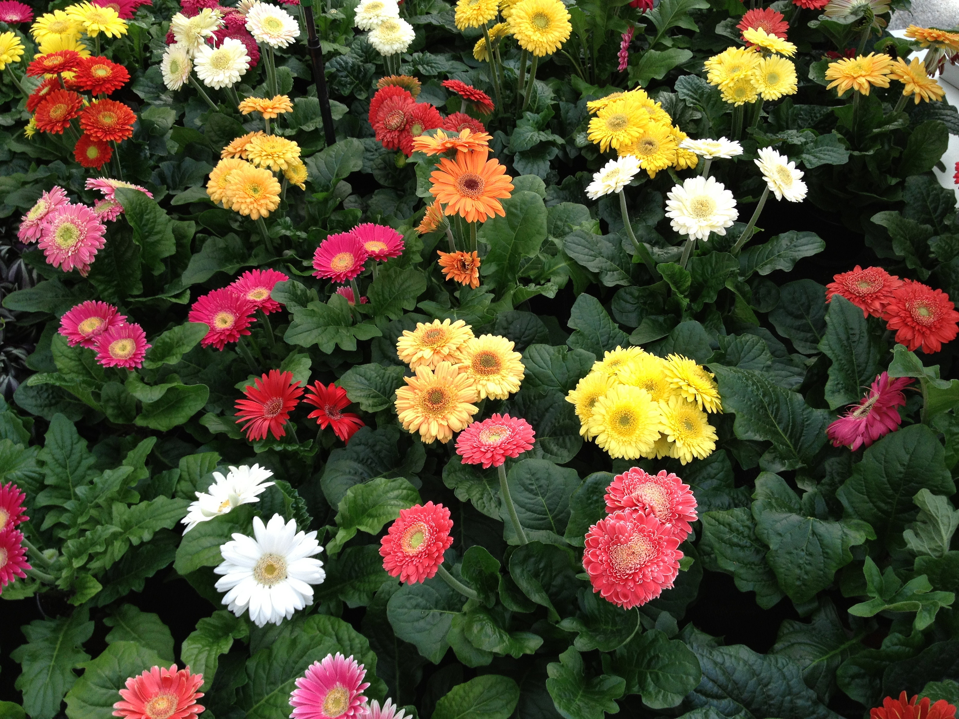 Flower Mix