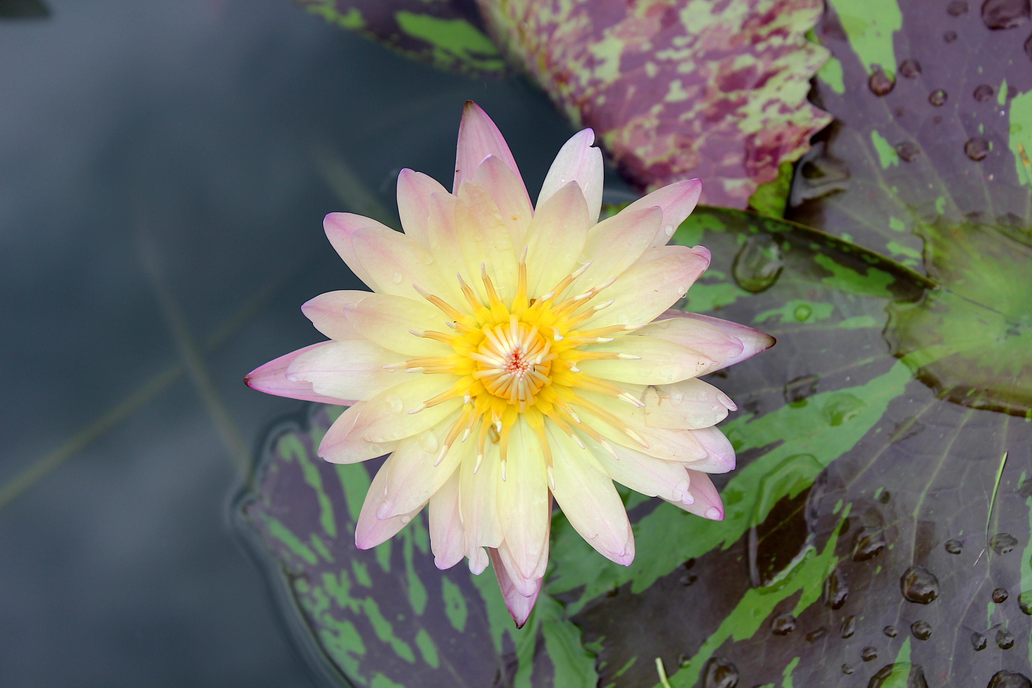 Flower of Thailand - Water Lily