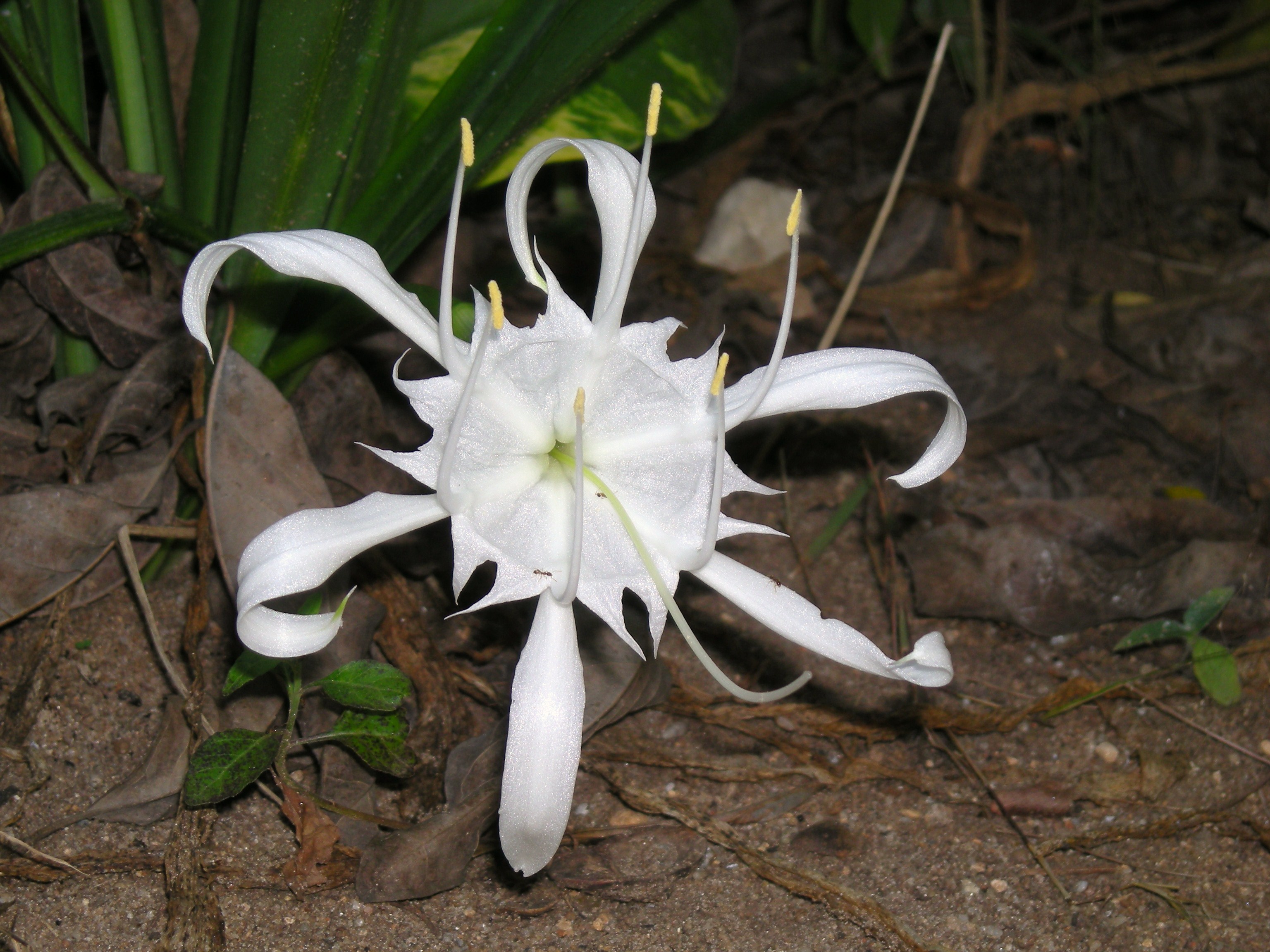Flower with pollen