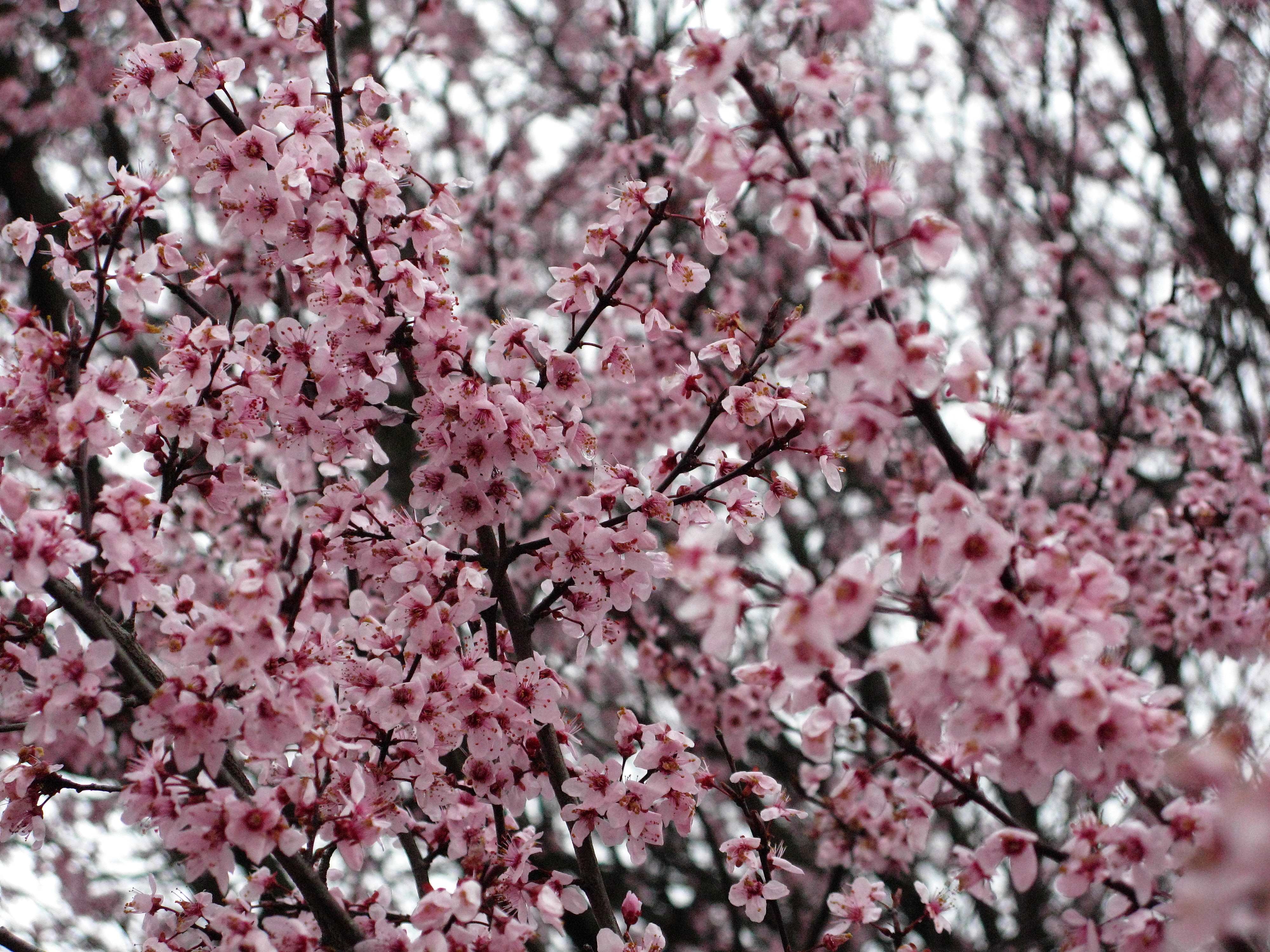 Flowering-plum-pink-purple - West Virginia - ForestWander