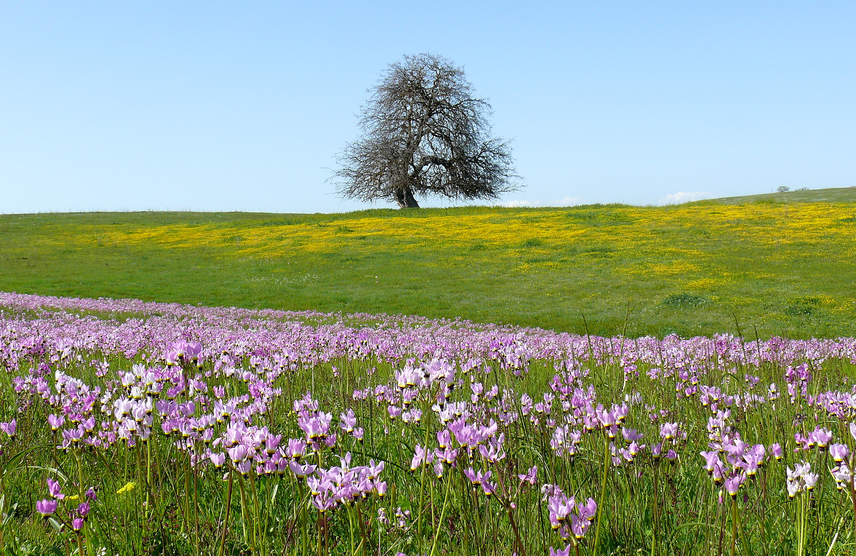 Flowering Shooting Stars, San Luis Obispo County, CA
