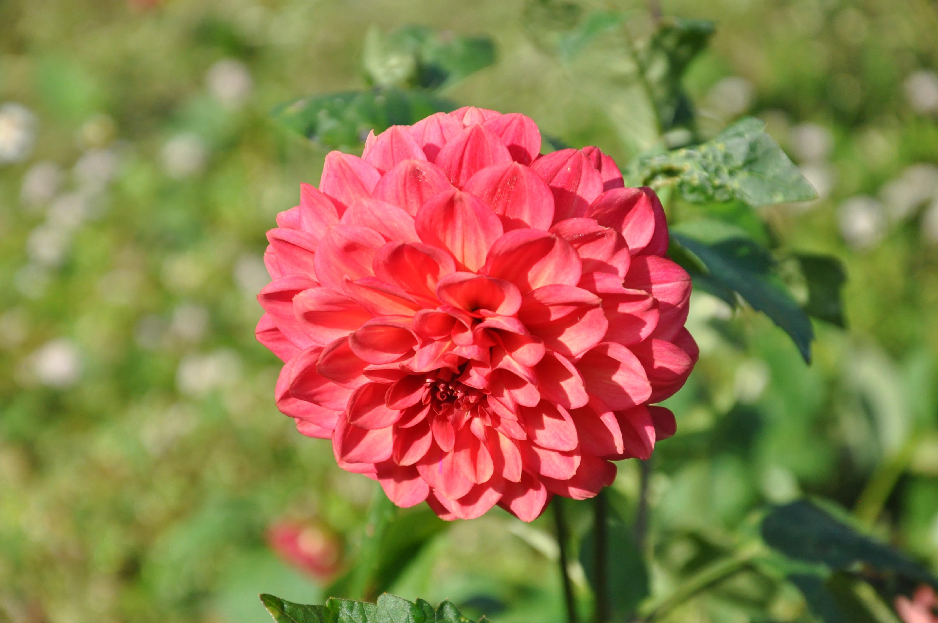 Flowers117