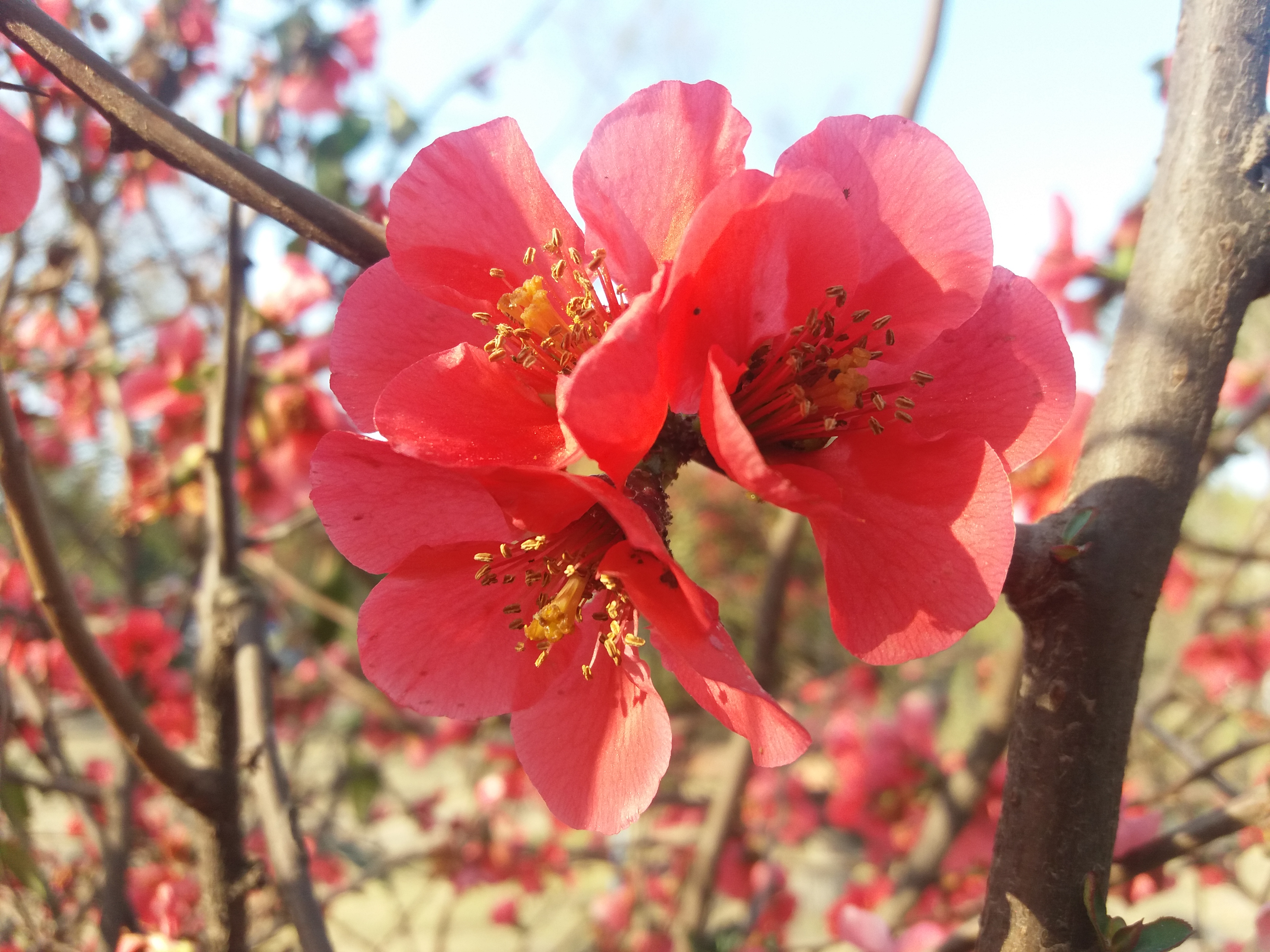 Flowers57