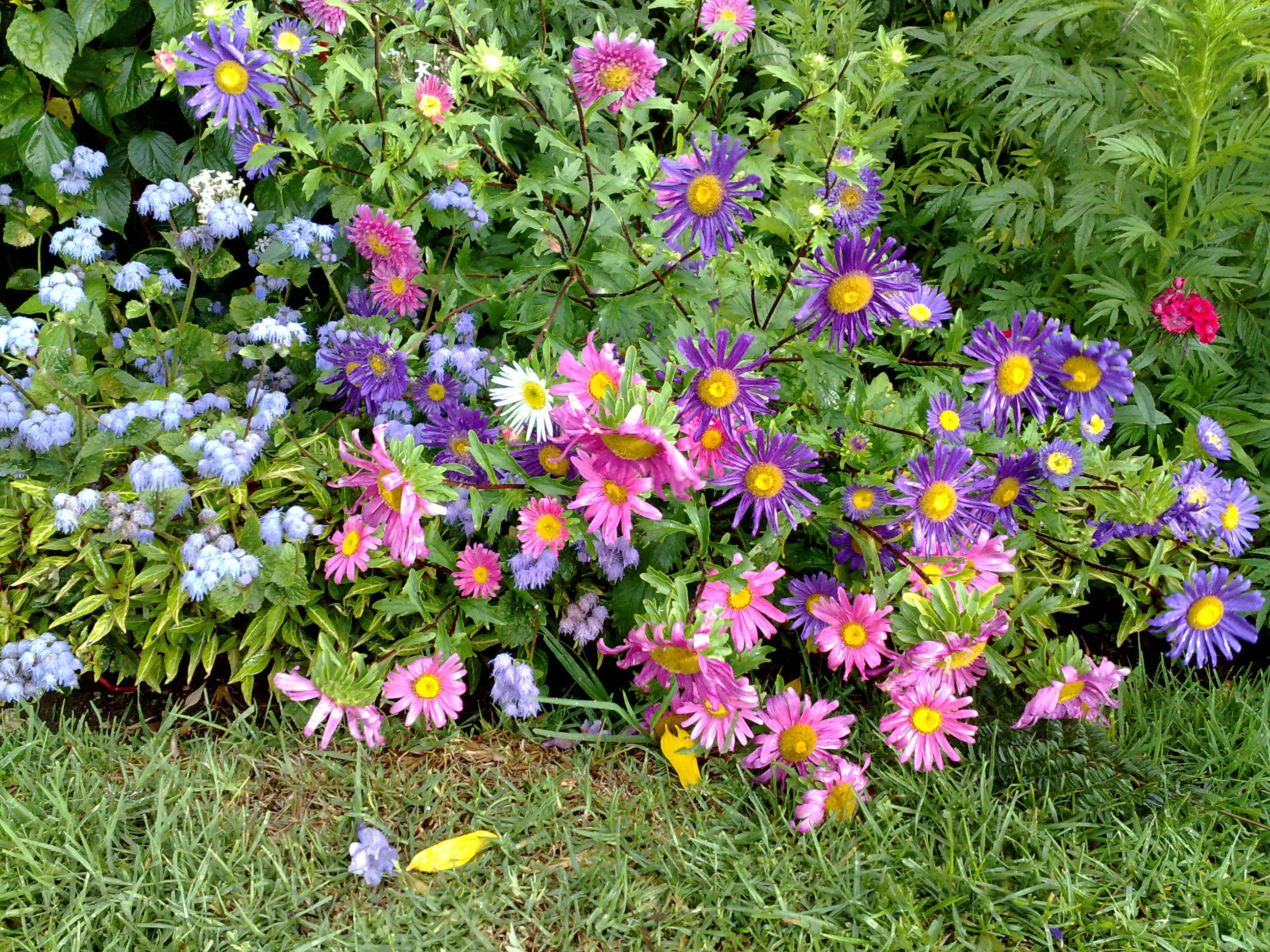 Flowers - 4