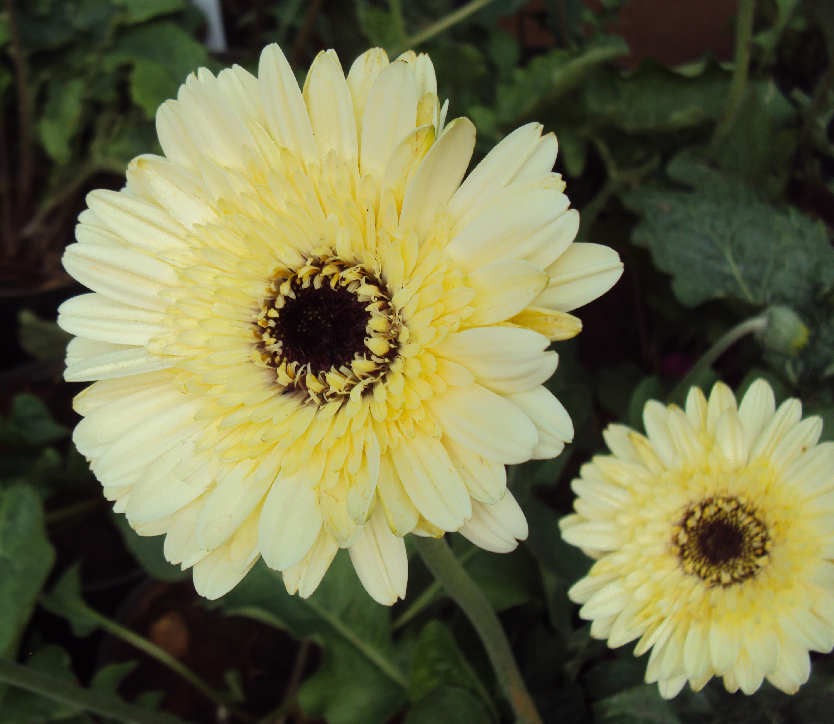 Flowers - Uncategorised Garden plants 113