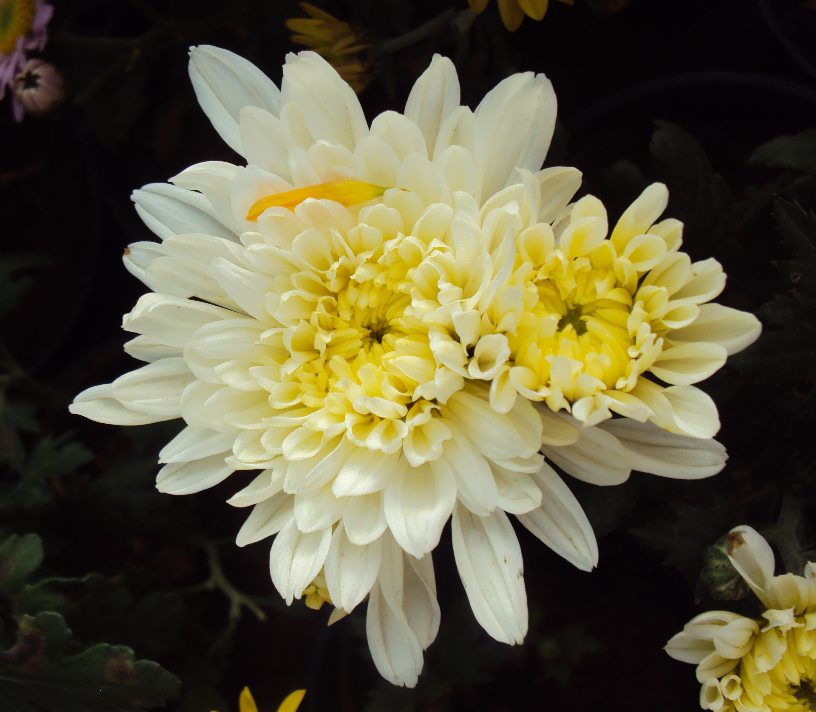 Flowers - Uncategorised Garden plants 266