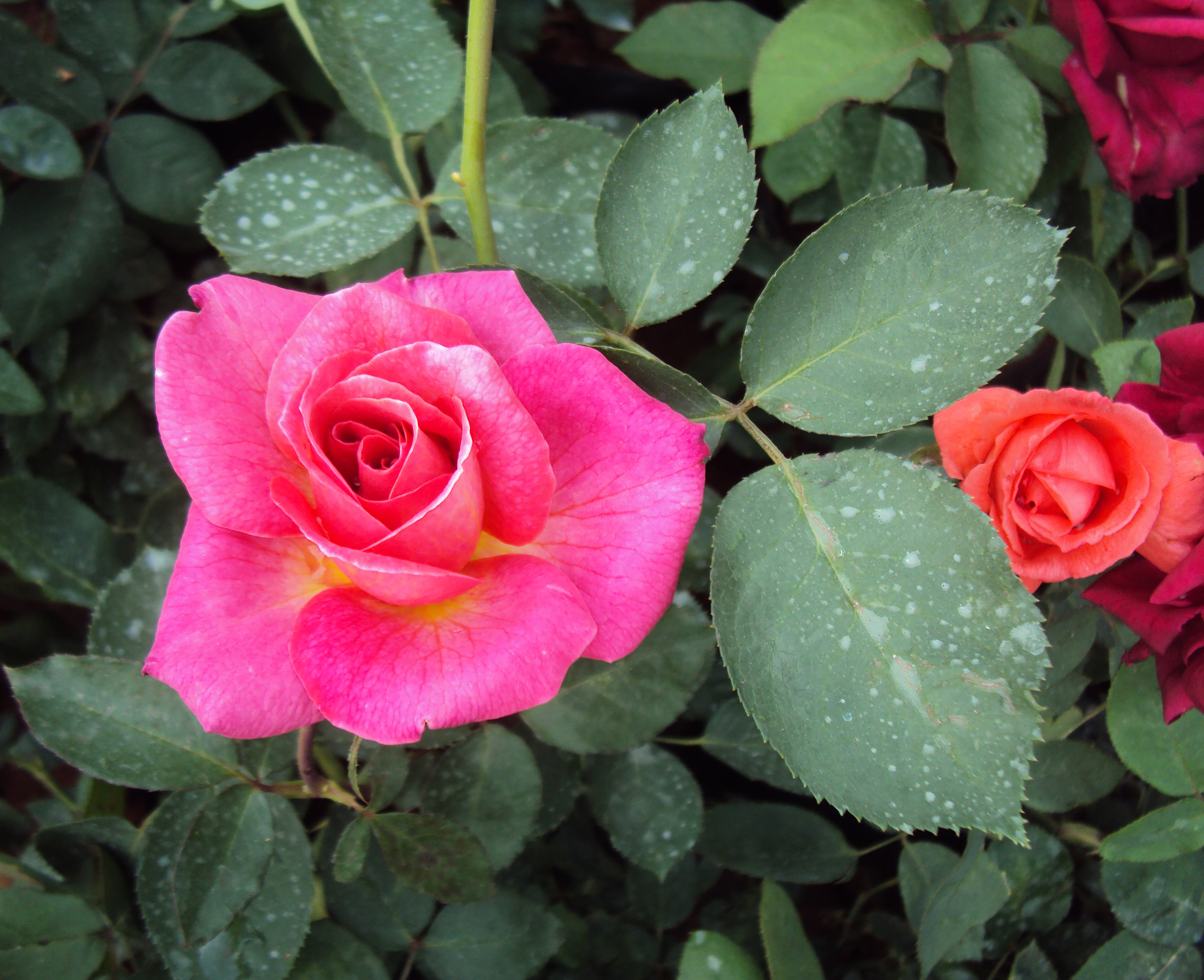 Flowers - Uncategorised Garden plants 276