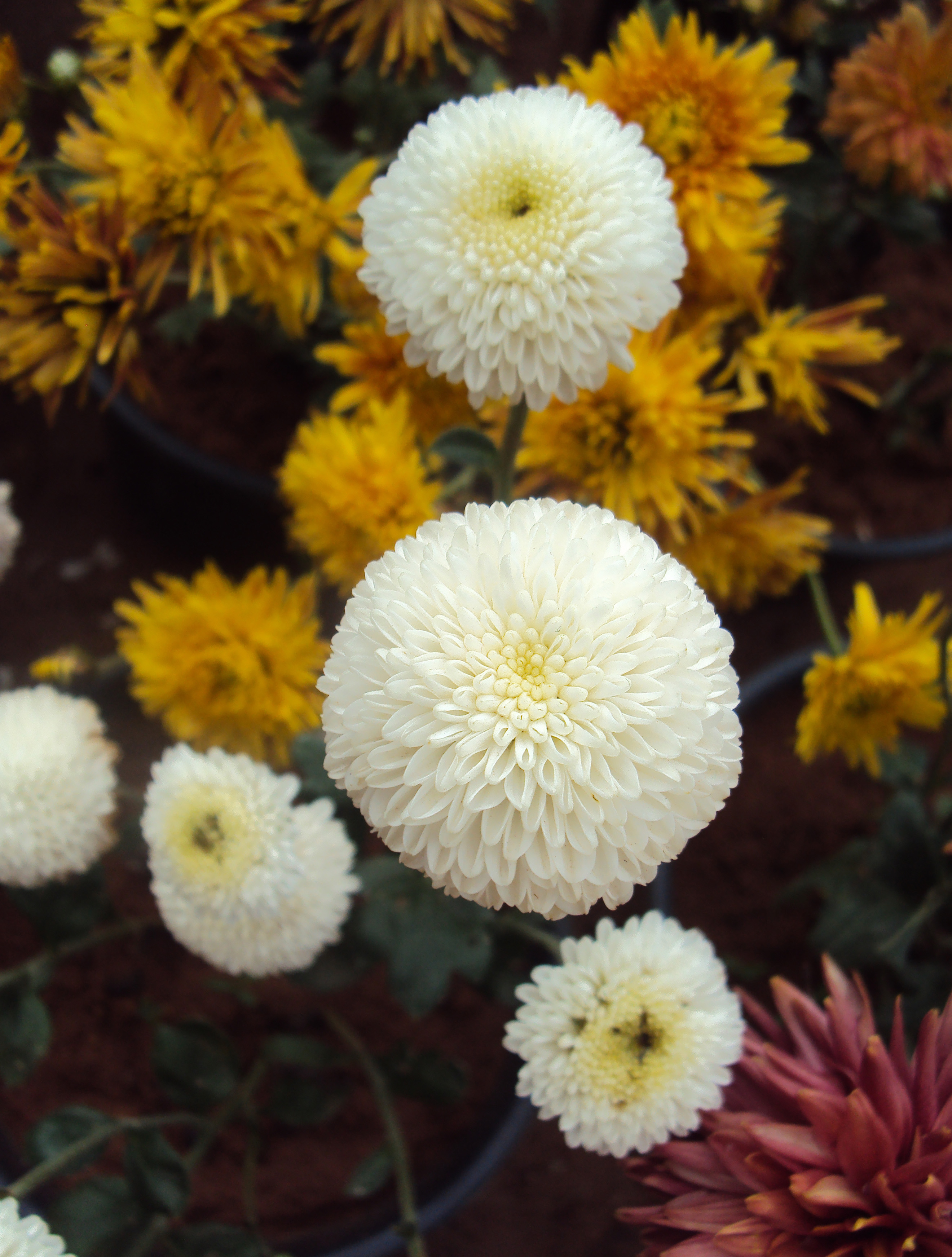 Flowers - Uncategorised Garden plants 51