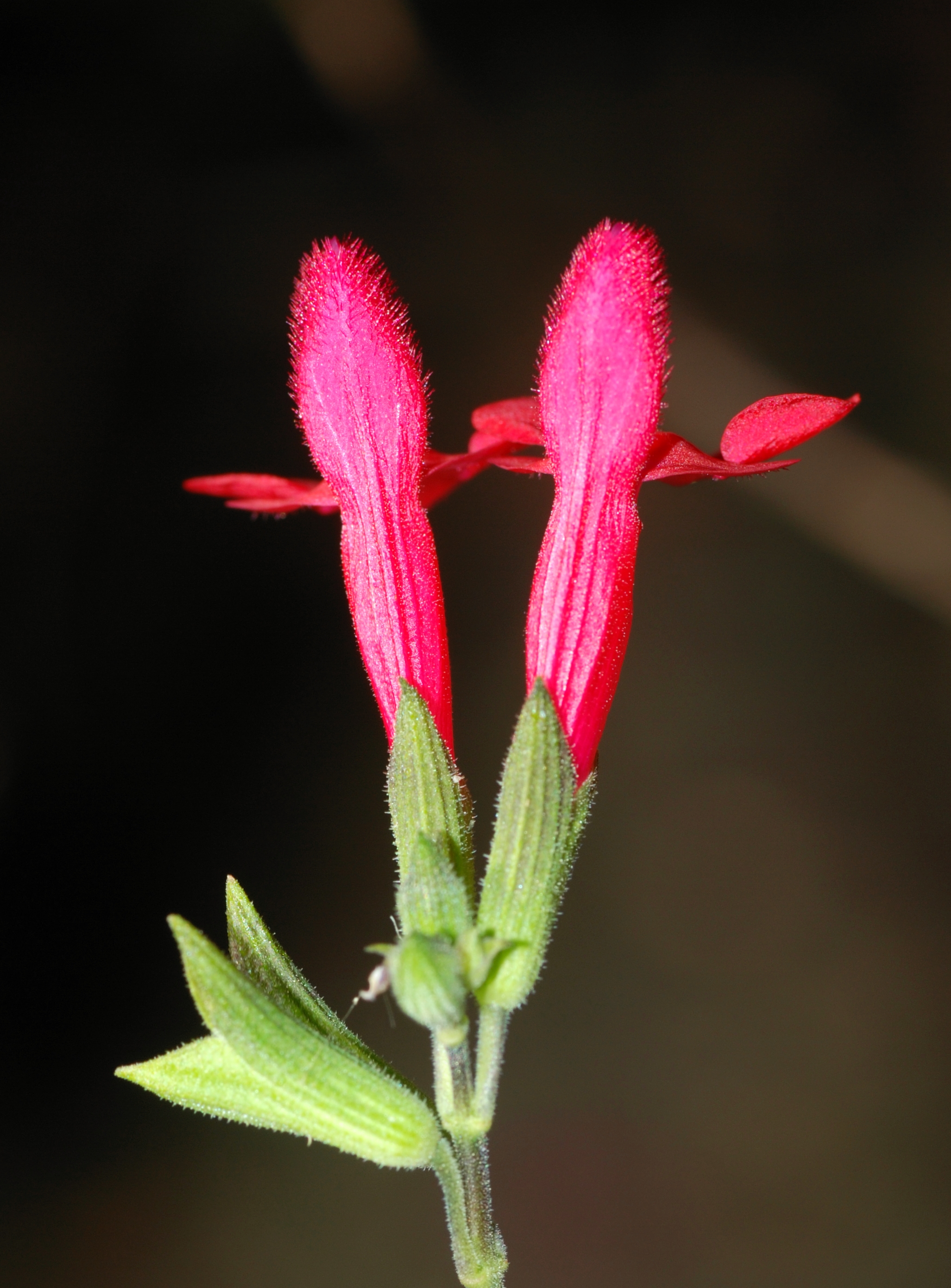 Flowers 2007-1