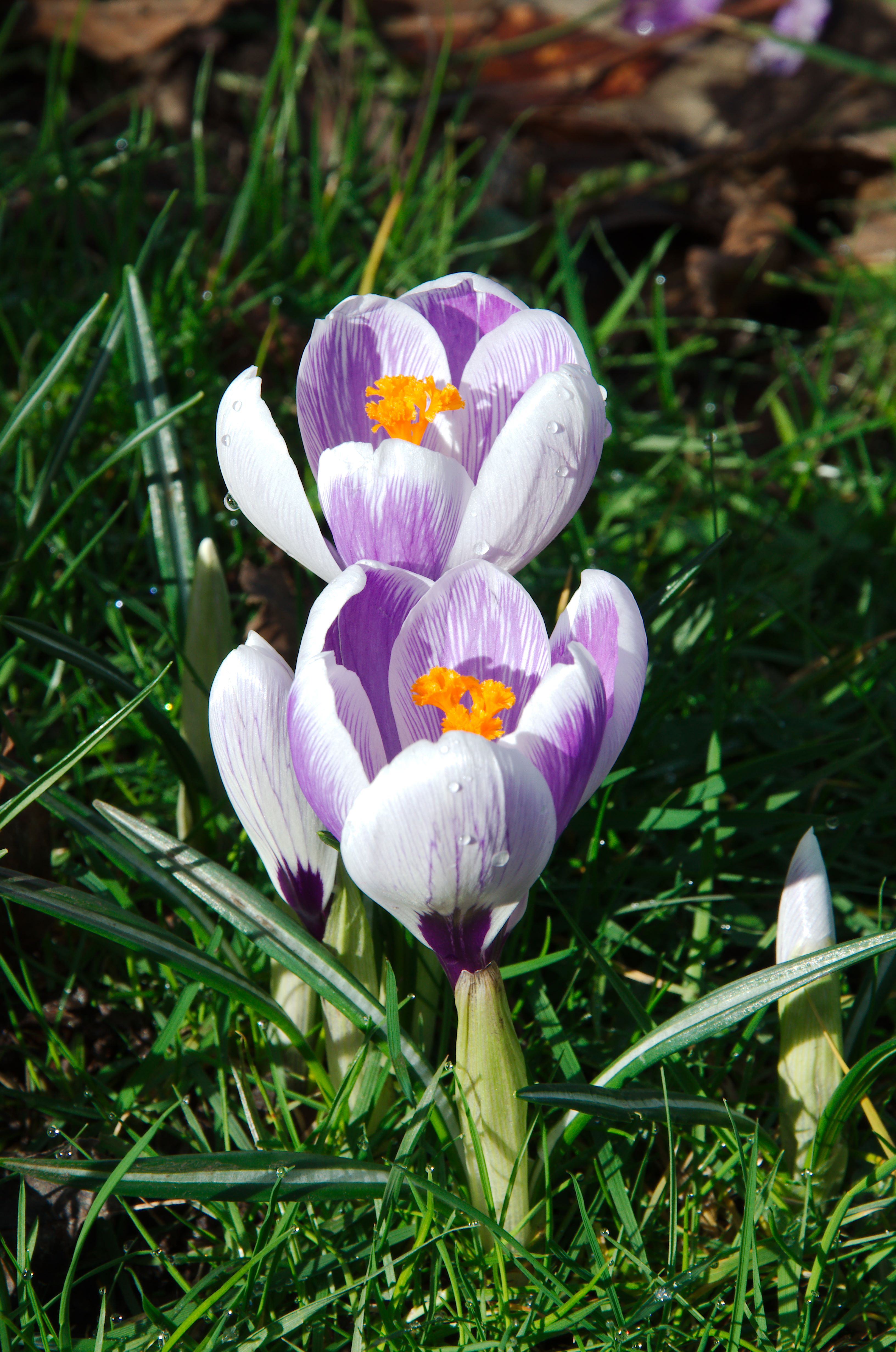 Flowers (12913401503)