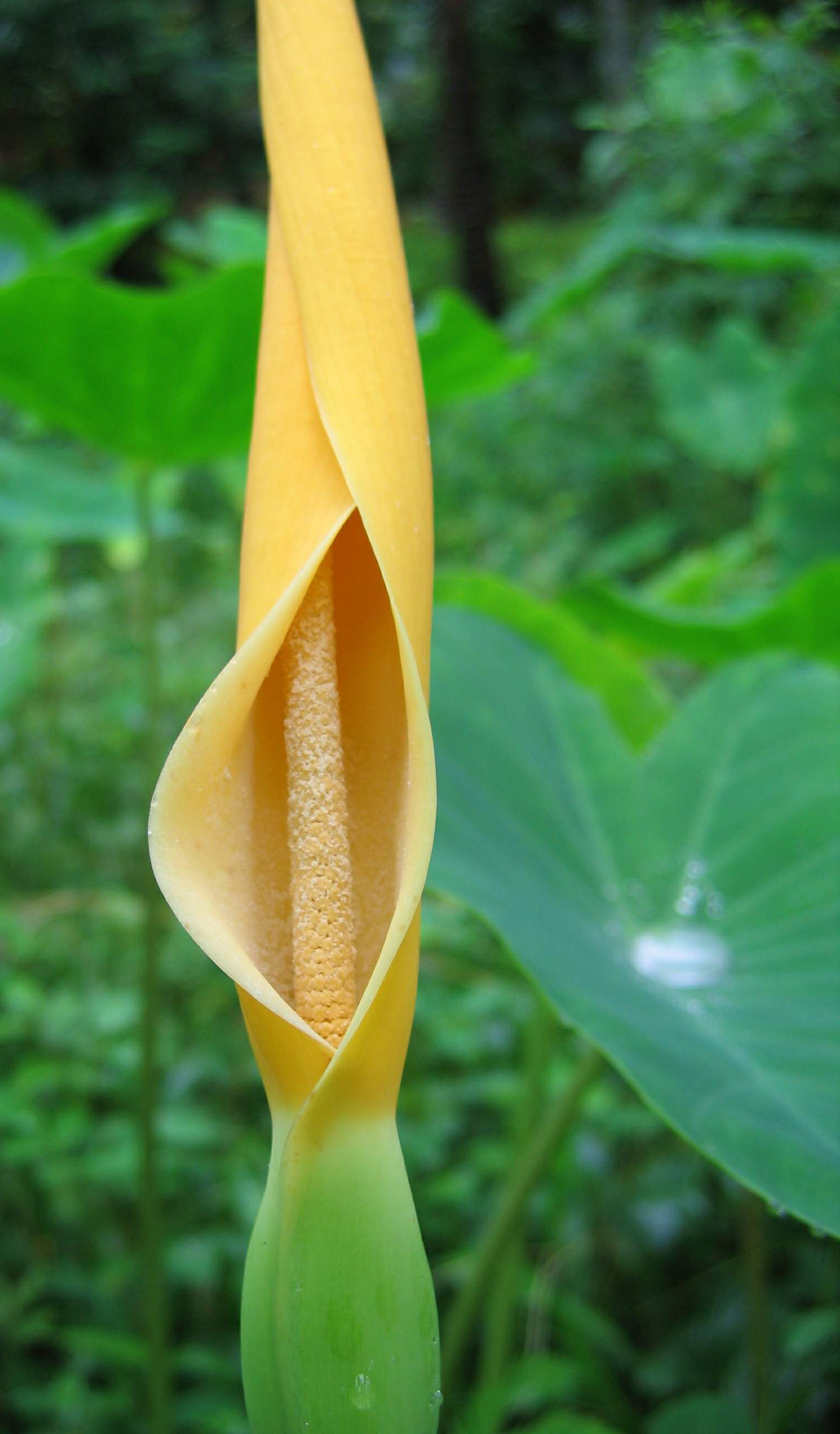 Flowers (134)
