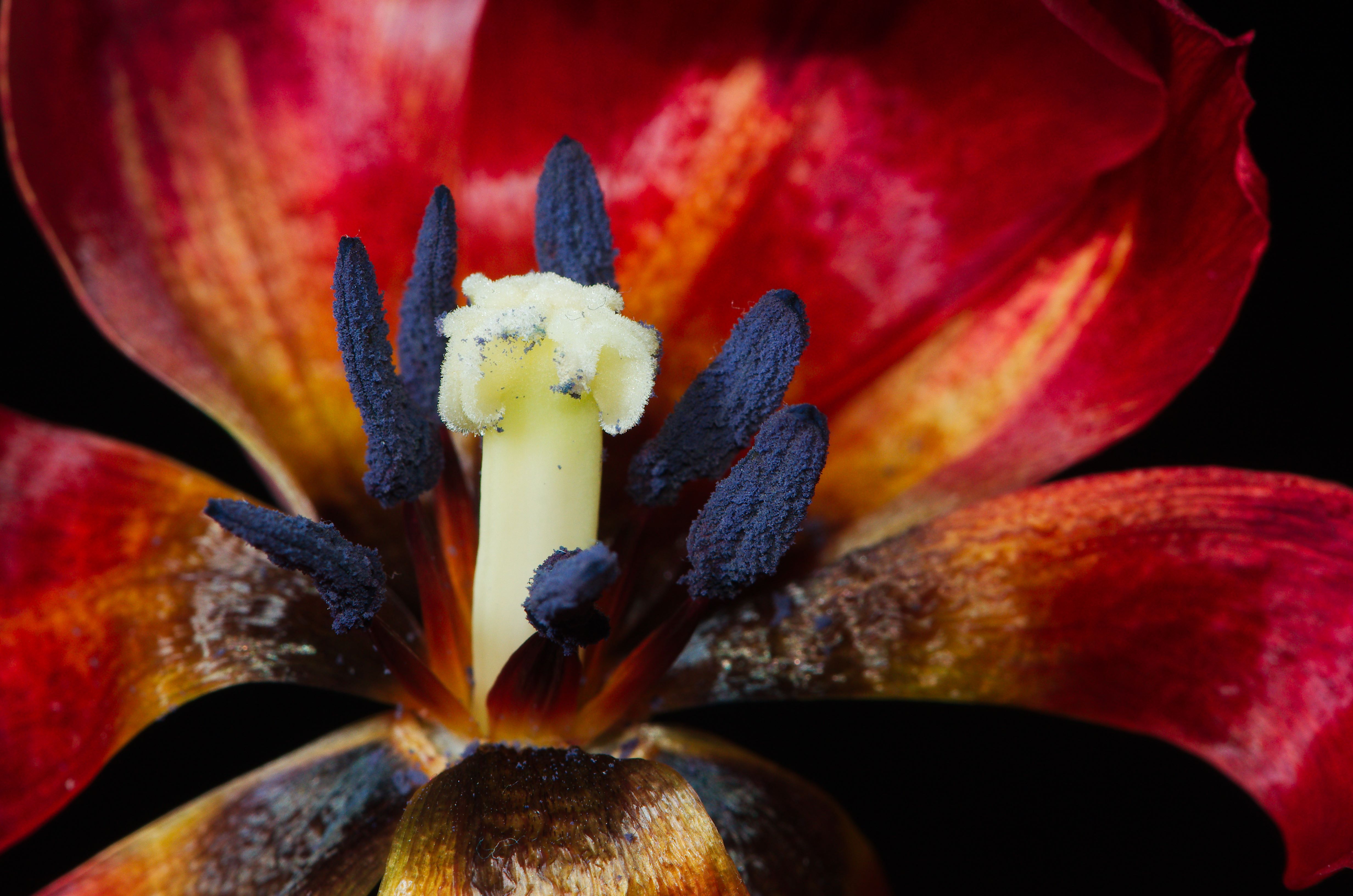 Flowers (15993571343)