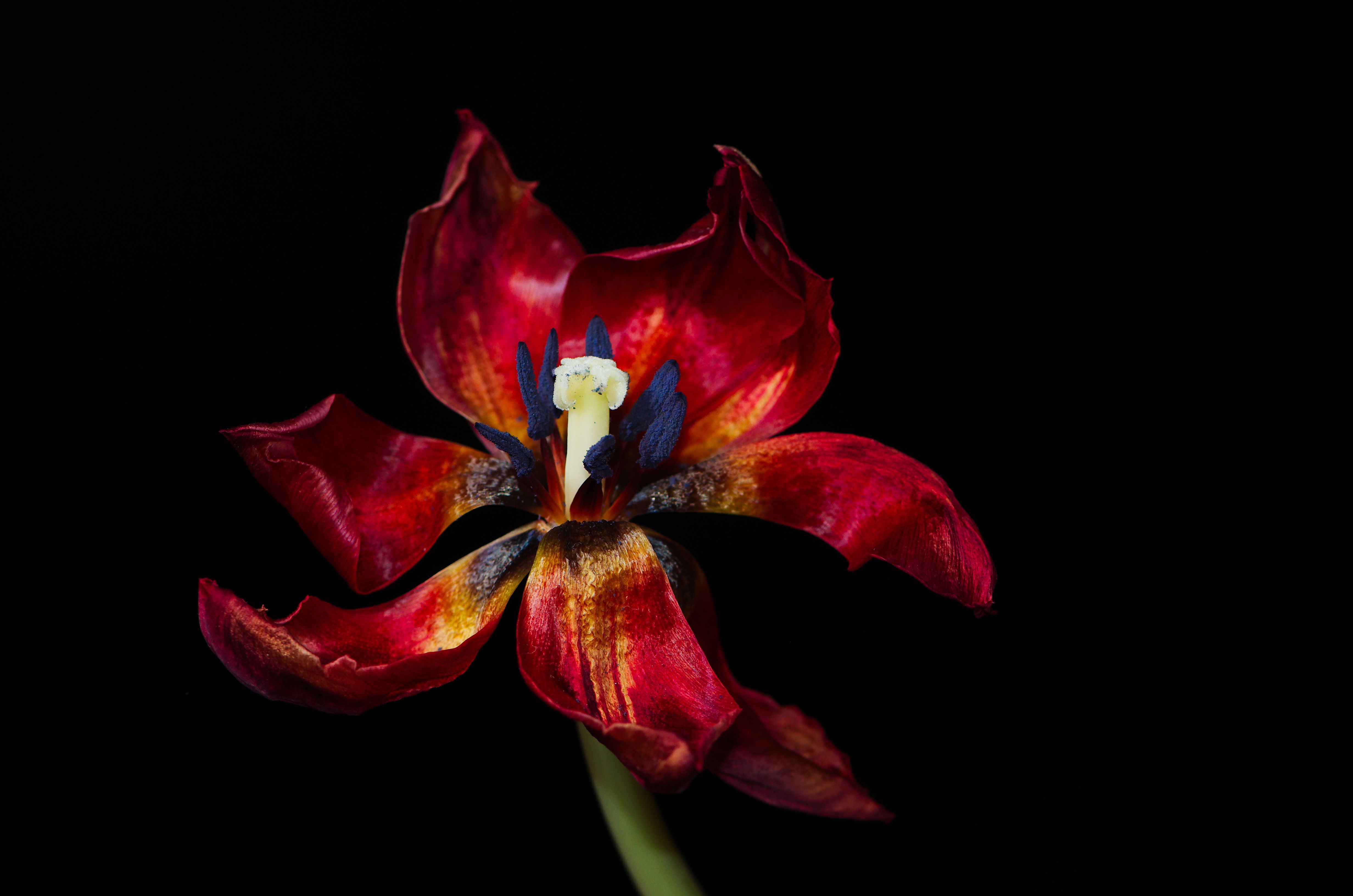 Flowers (16426140068)