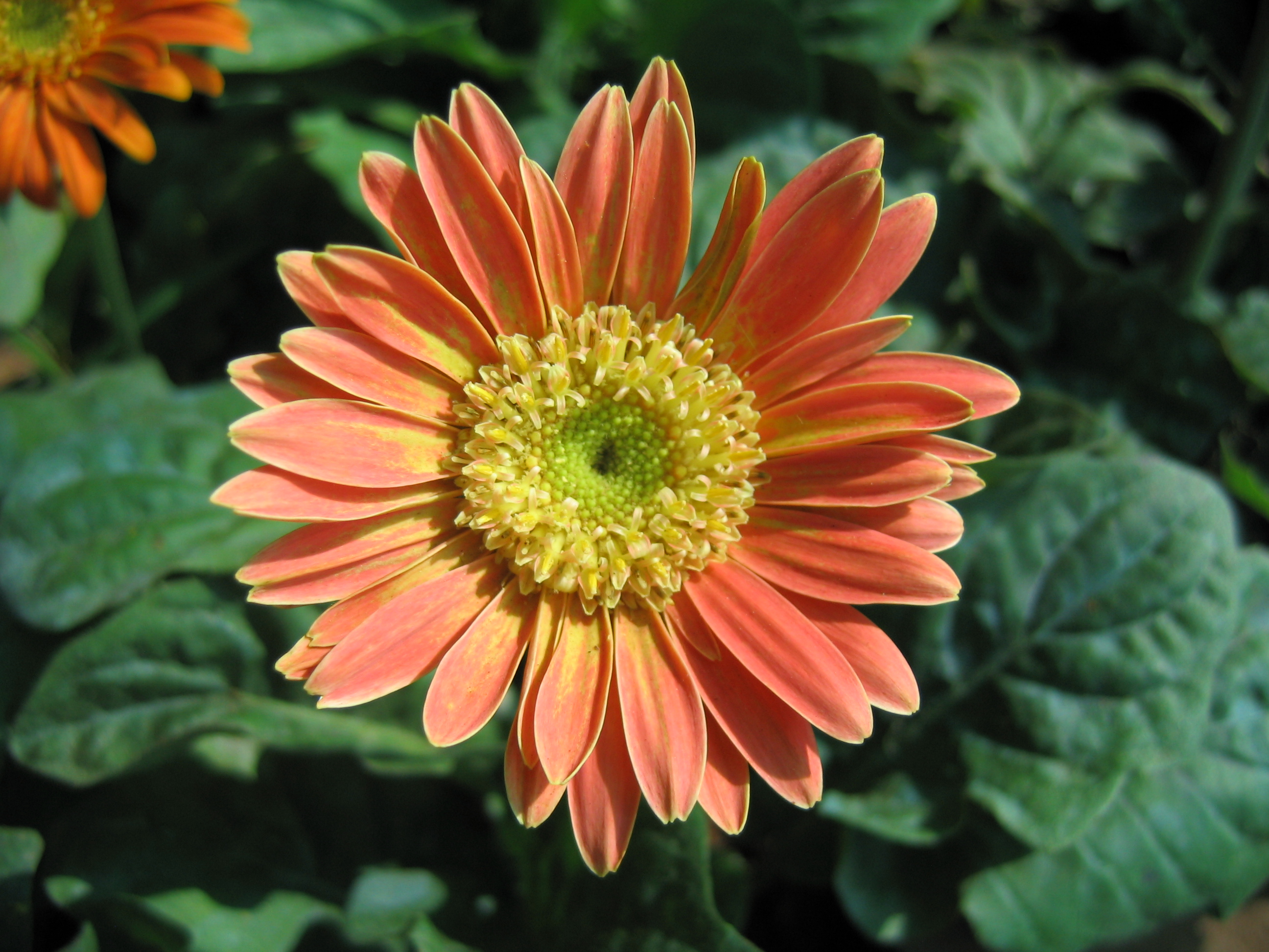 Flowers (59)