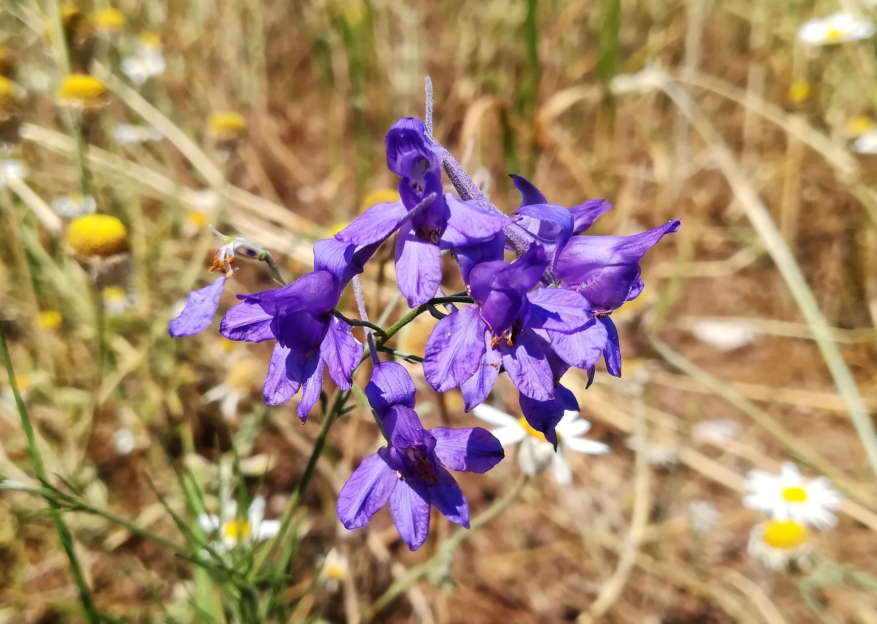 Flowers (Wrzesnia) (2)