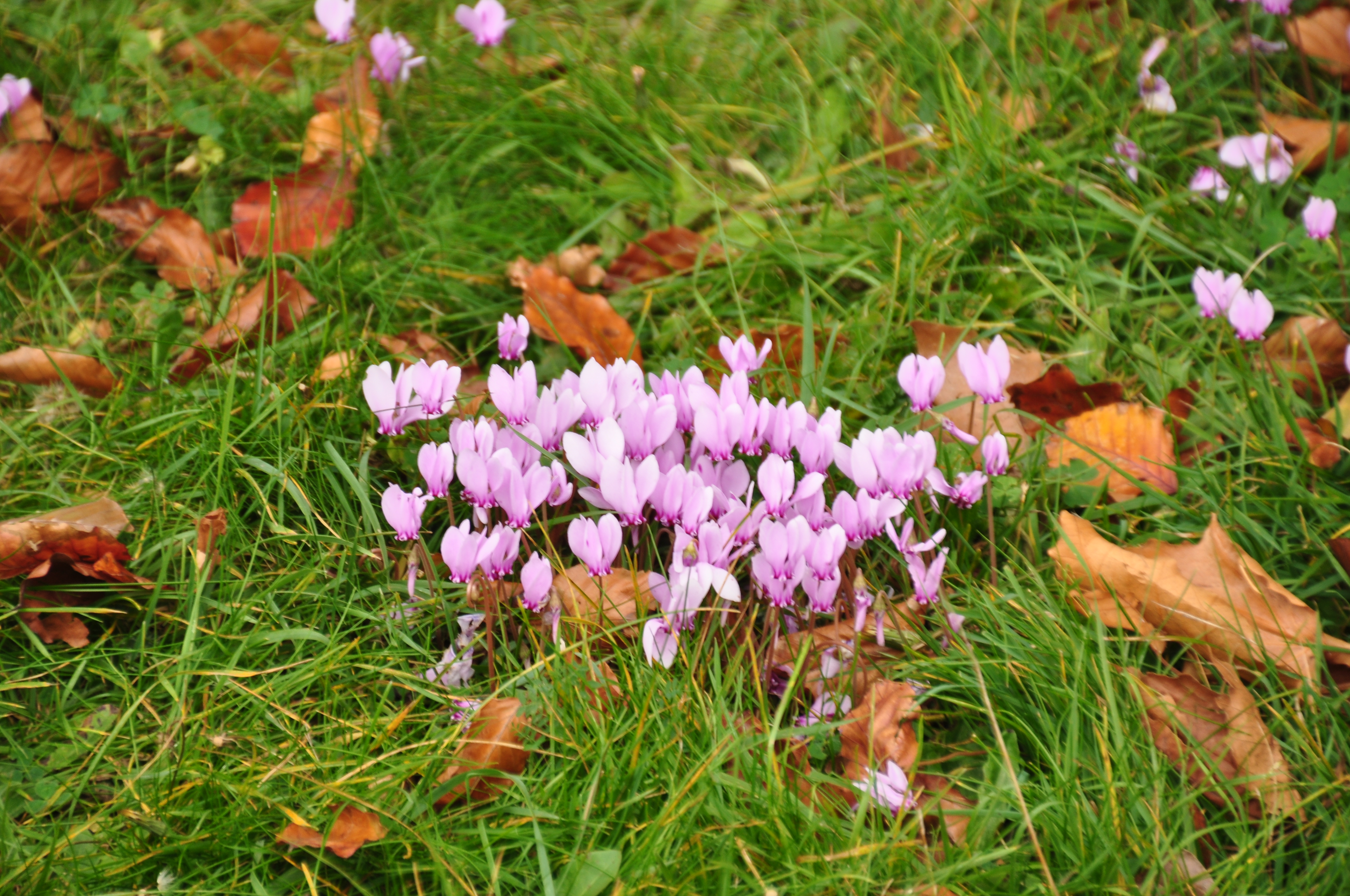 Flowers at Powderham Castle (7626)