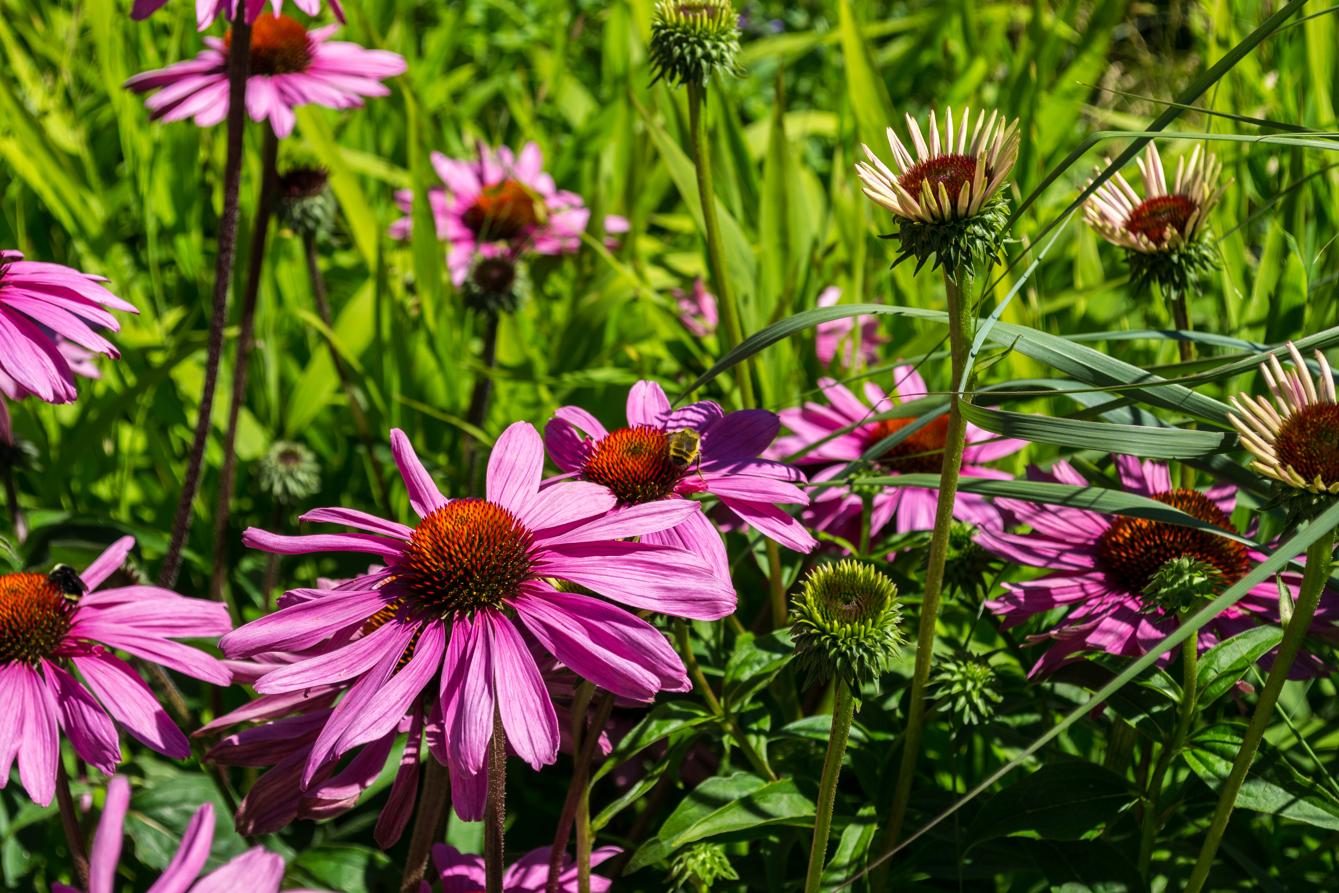 Flowers at UBC
