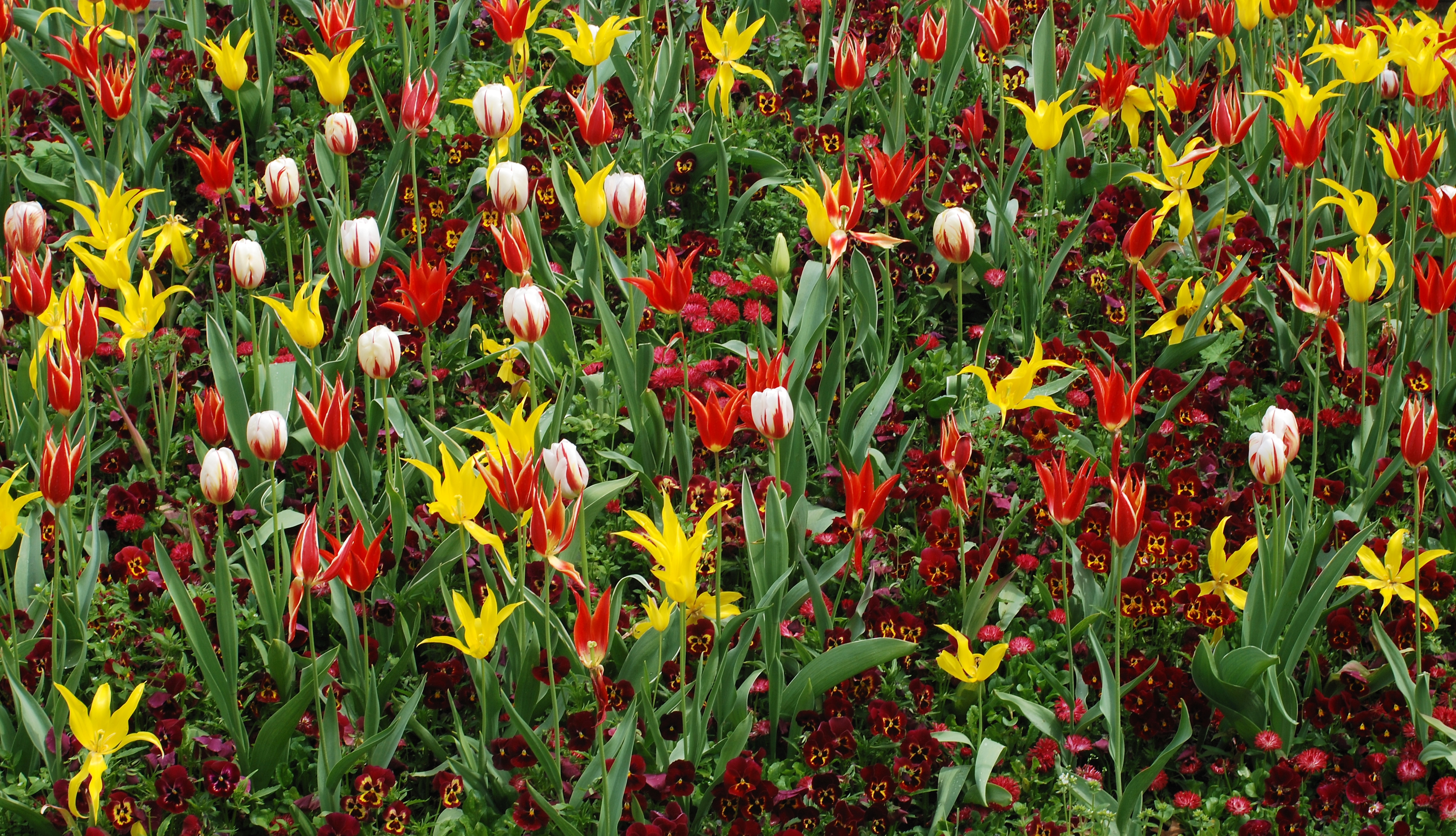 Flowers Brussels April 2012-1