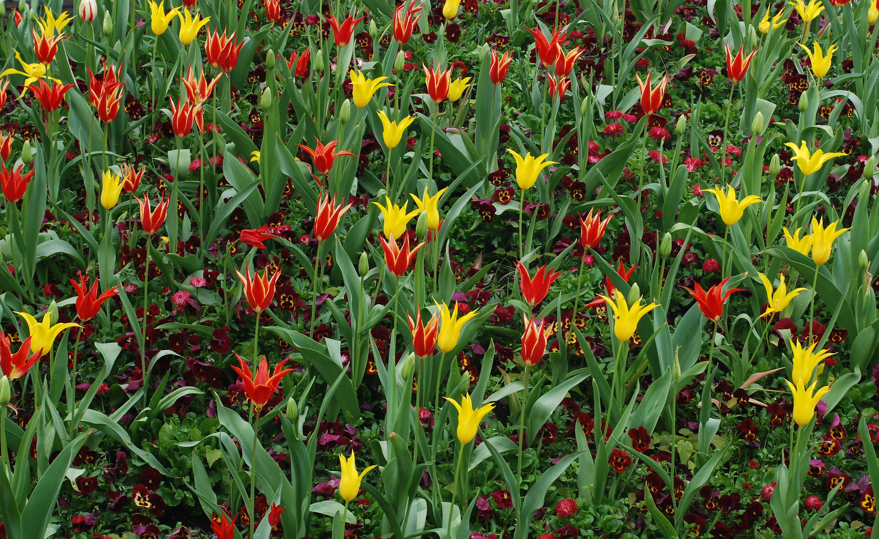 Flowers Brussels April 2012-2