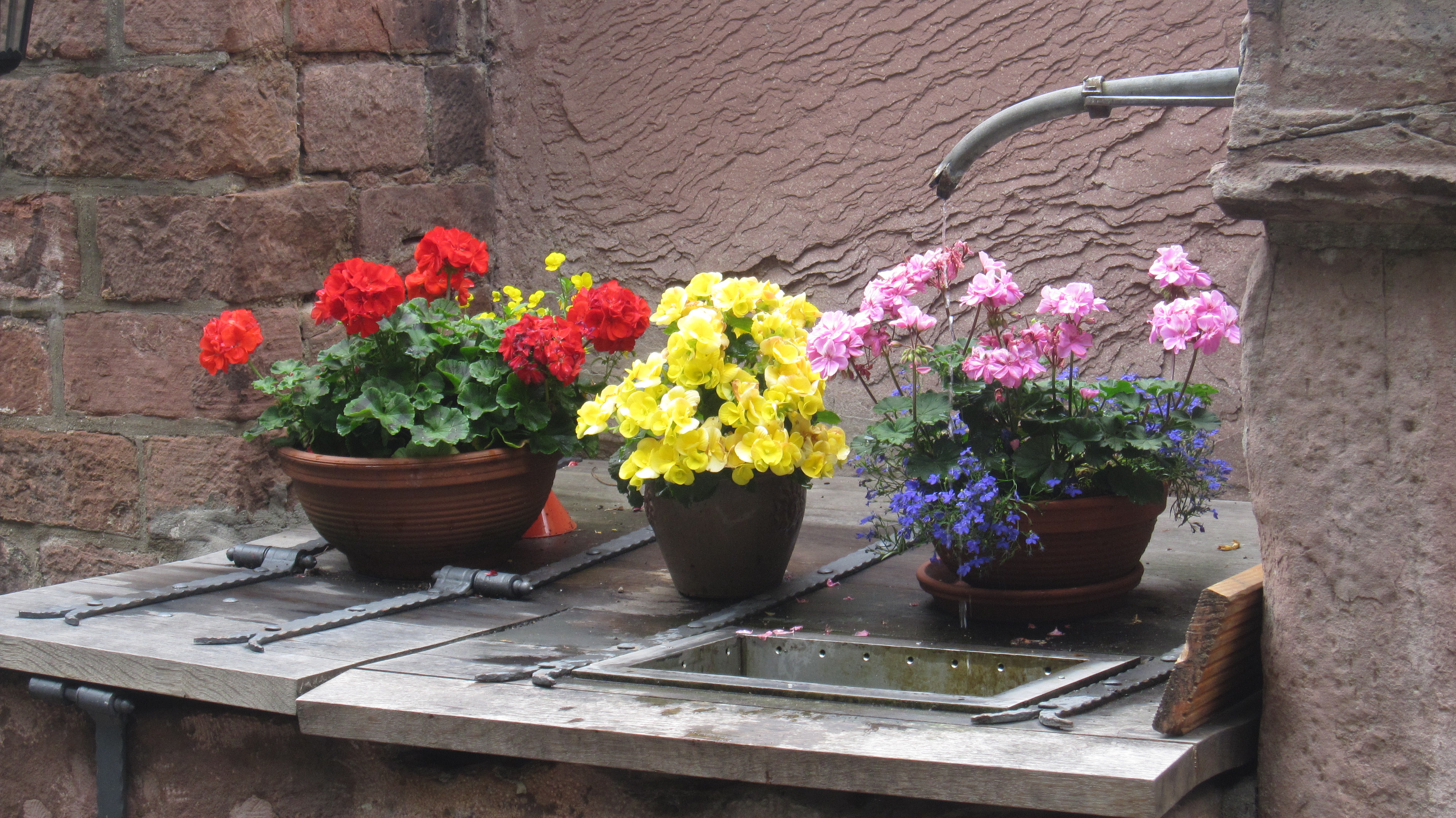 Flowers in Heidelberg