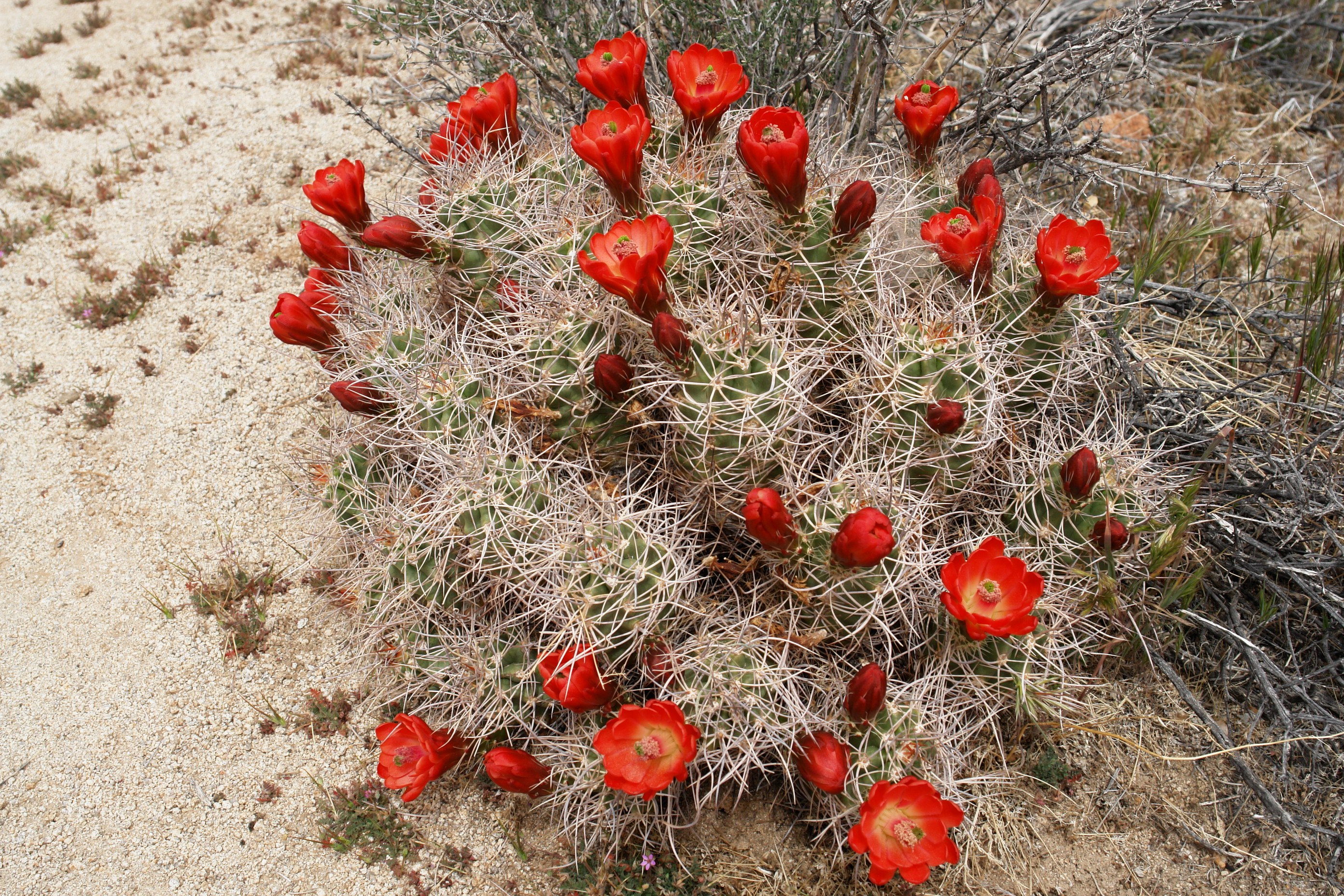 Flowers in Joshua Tree National Park