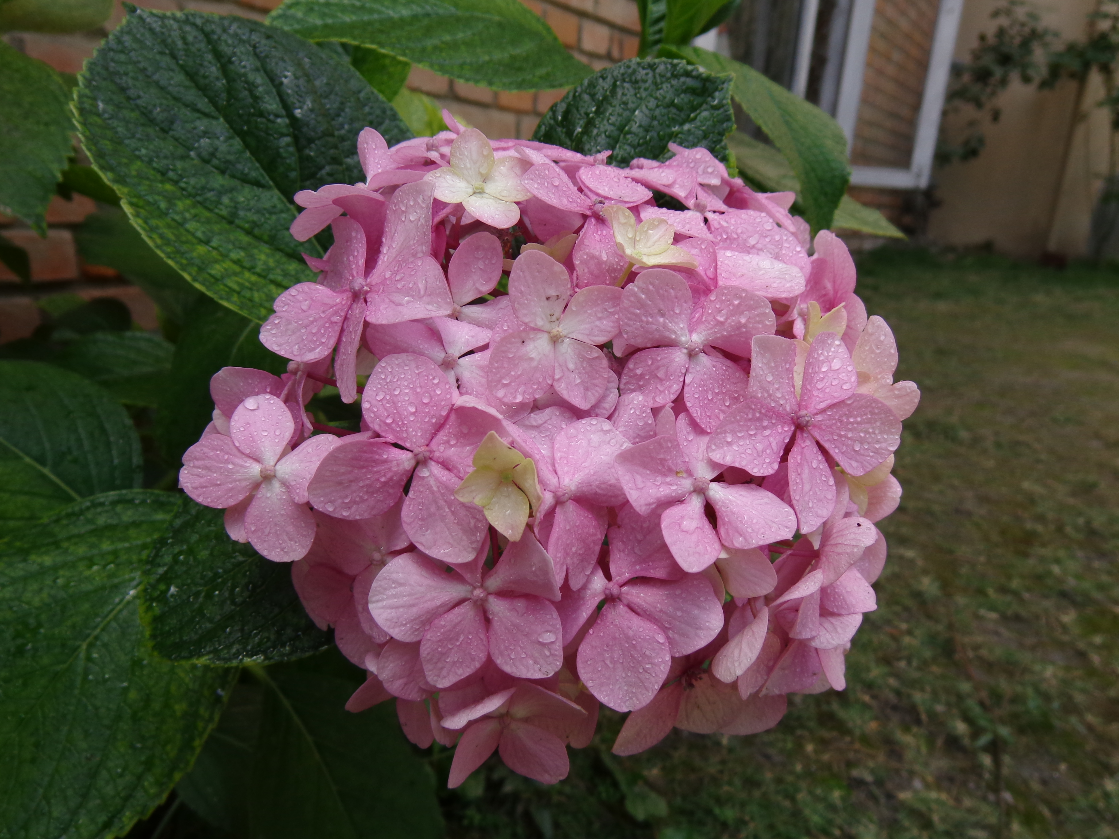 Flowers Nepal 9991