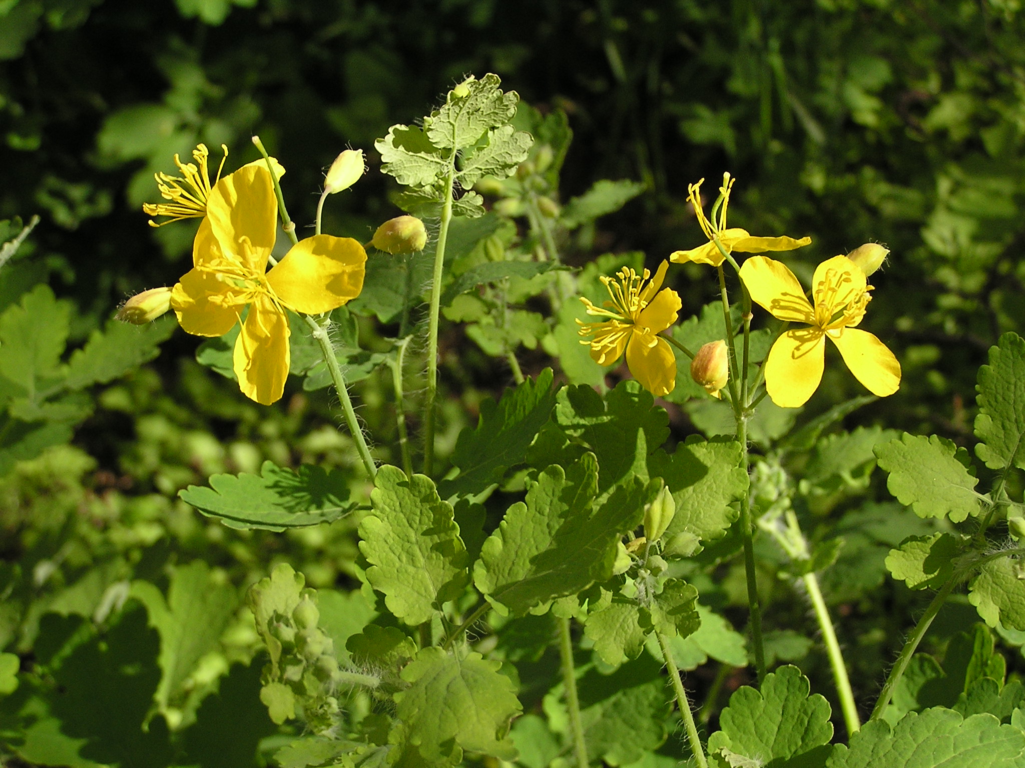 Flowers of Chelidonium majus