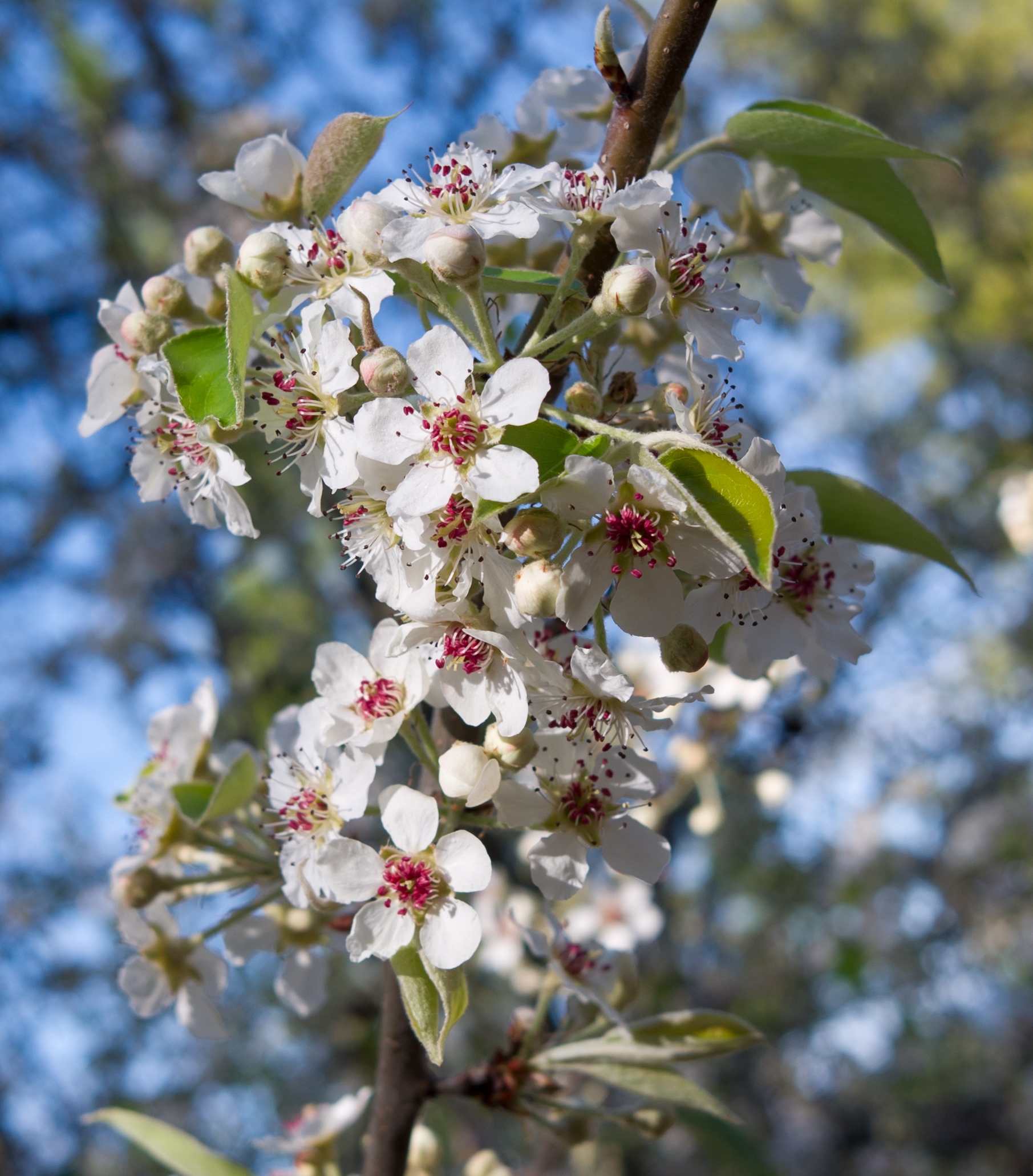 Flowers of Pyrus pashia (Quarryhill Botanical Garden)