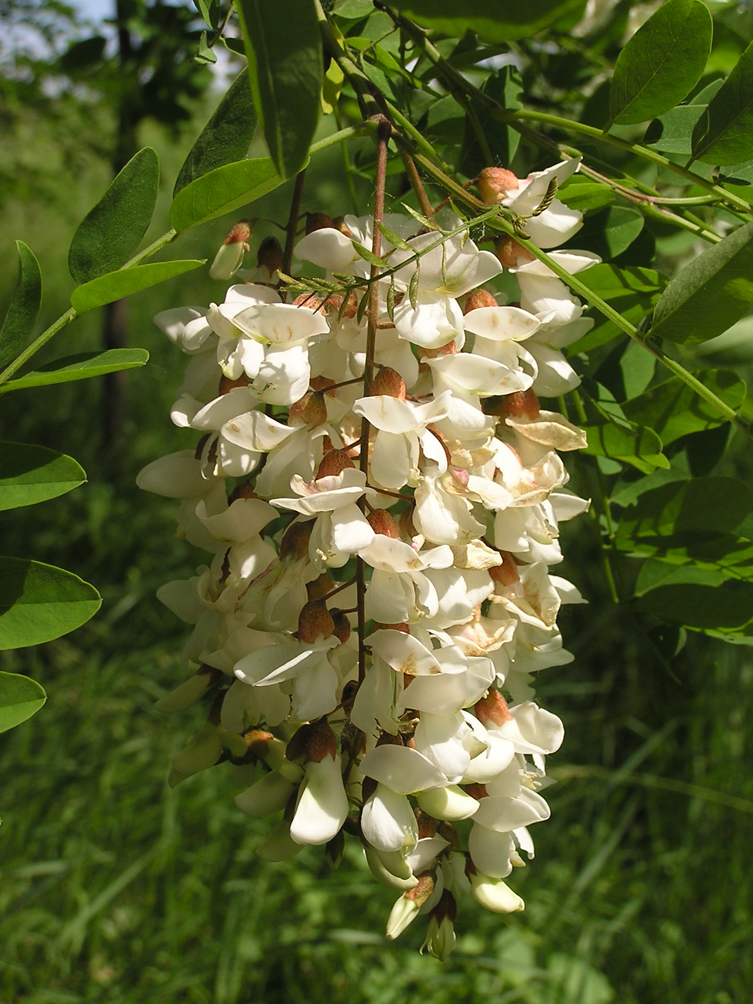 Flowers of Robinia pseudoacacia
