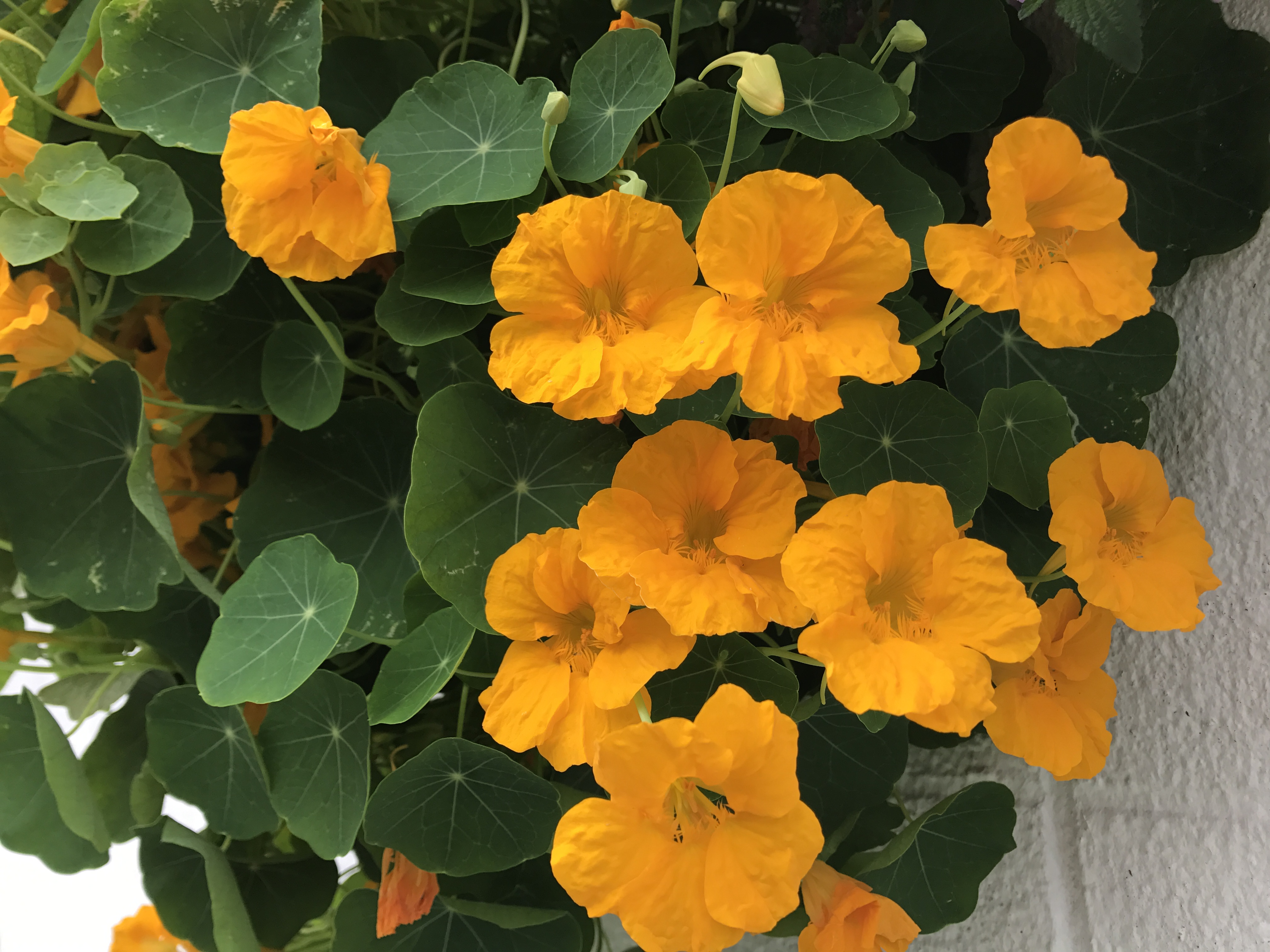 Flowers of Tropaeolum majus 20170502