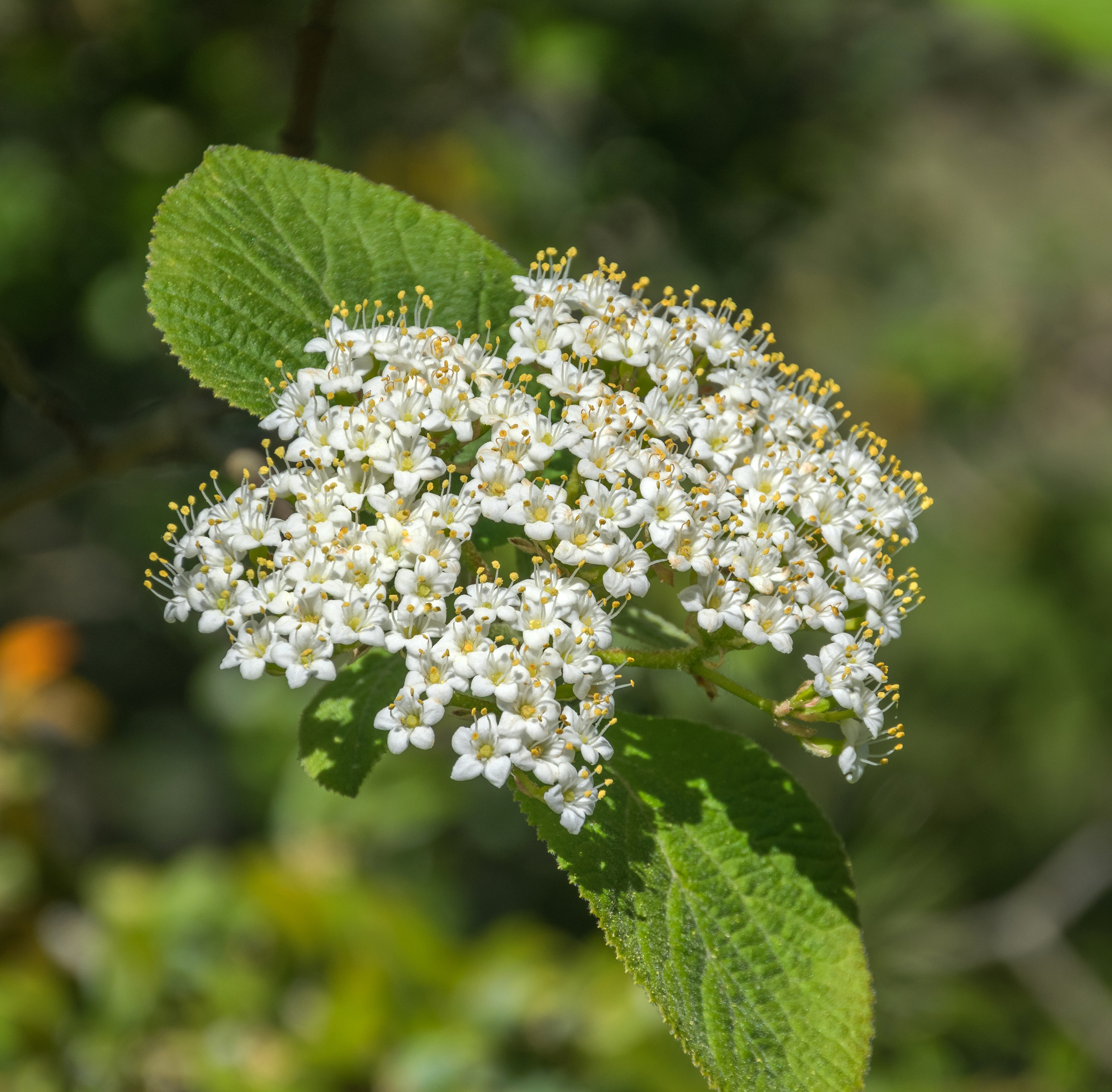 Flowers of Viburnum lantana 01